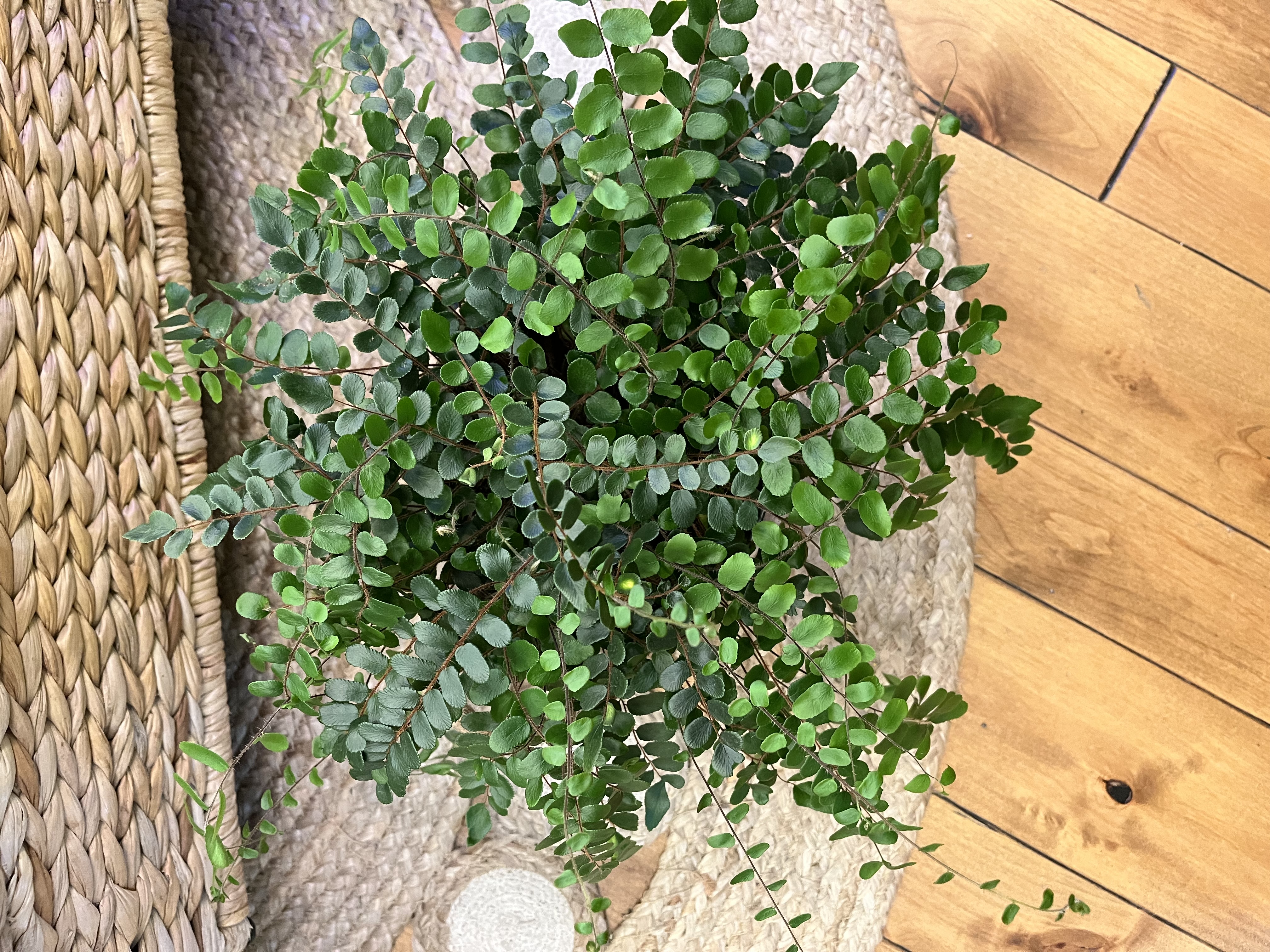 Potted Button Fern