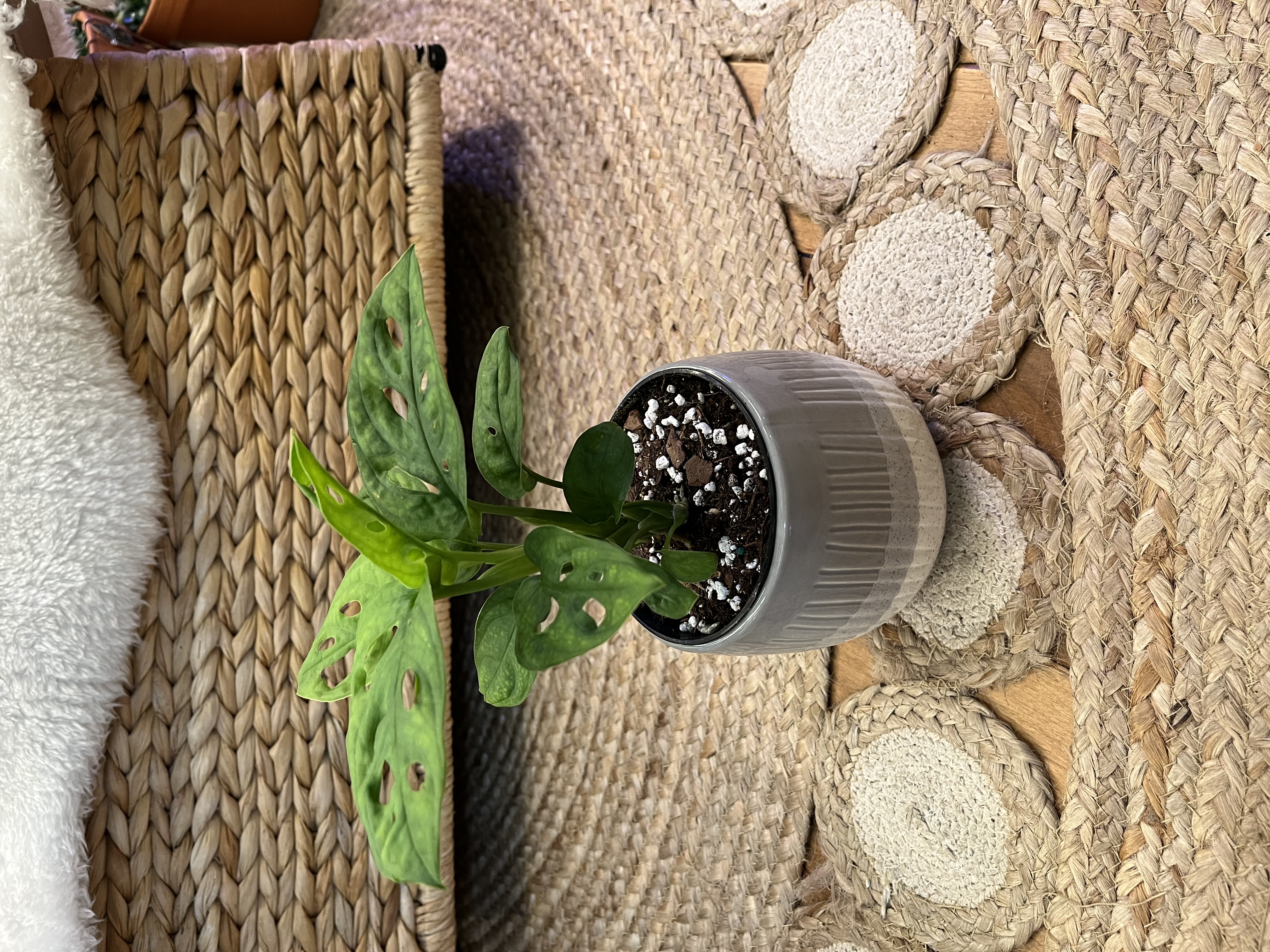 Monstera Adansonii with Ceramic Cover Pot