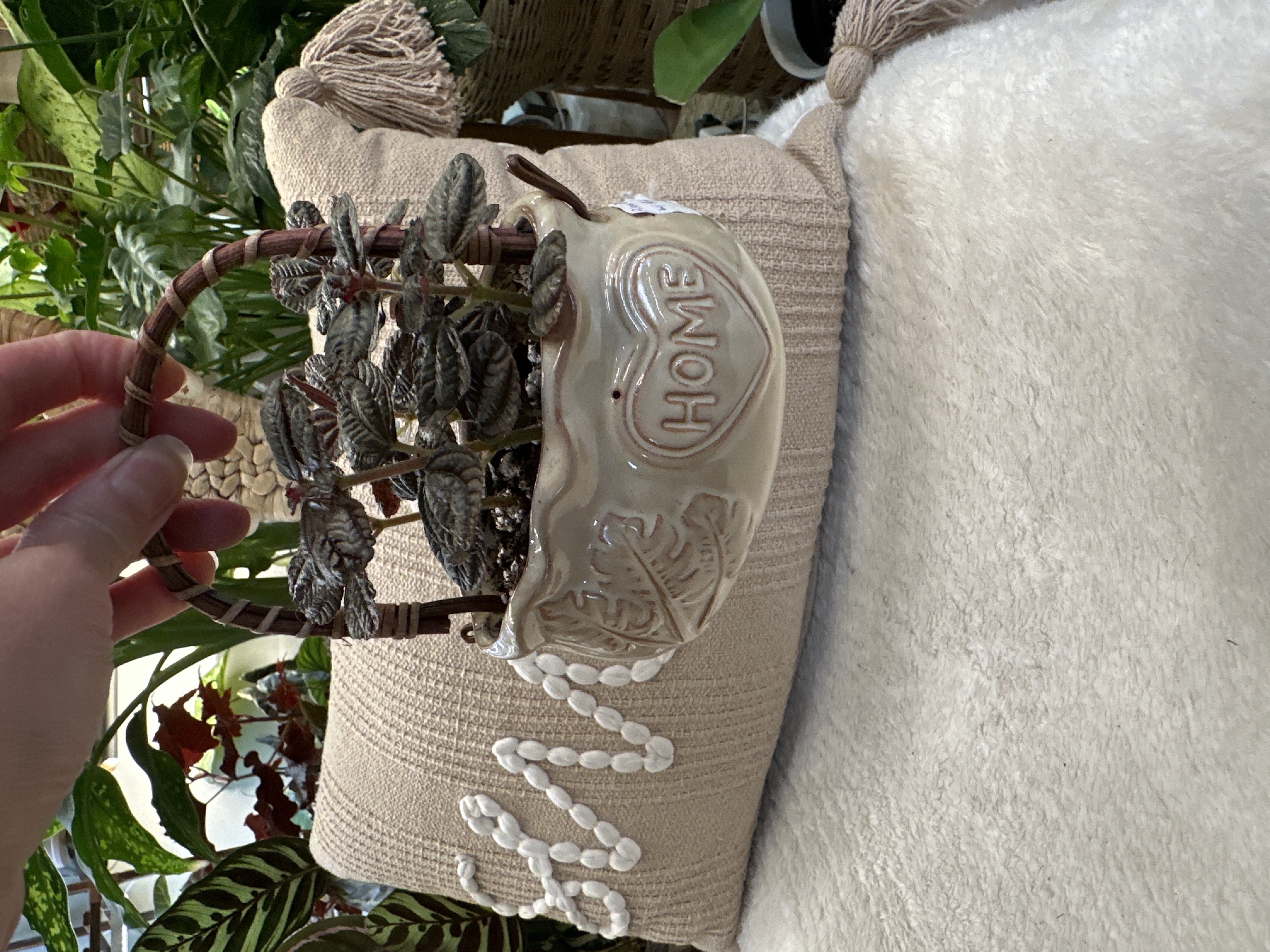 Pilea Bronze in Ceramic Basket