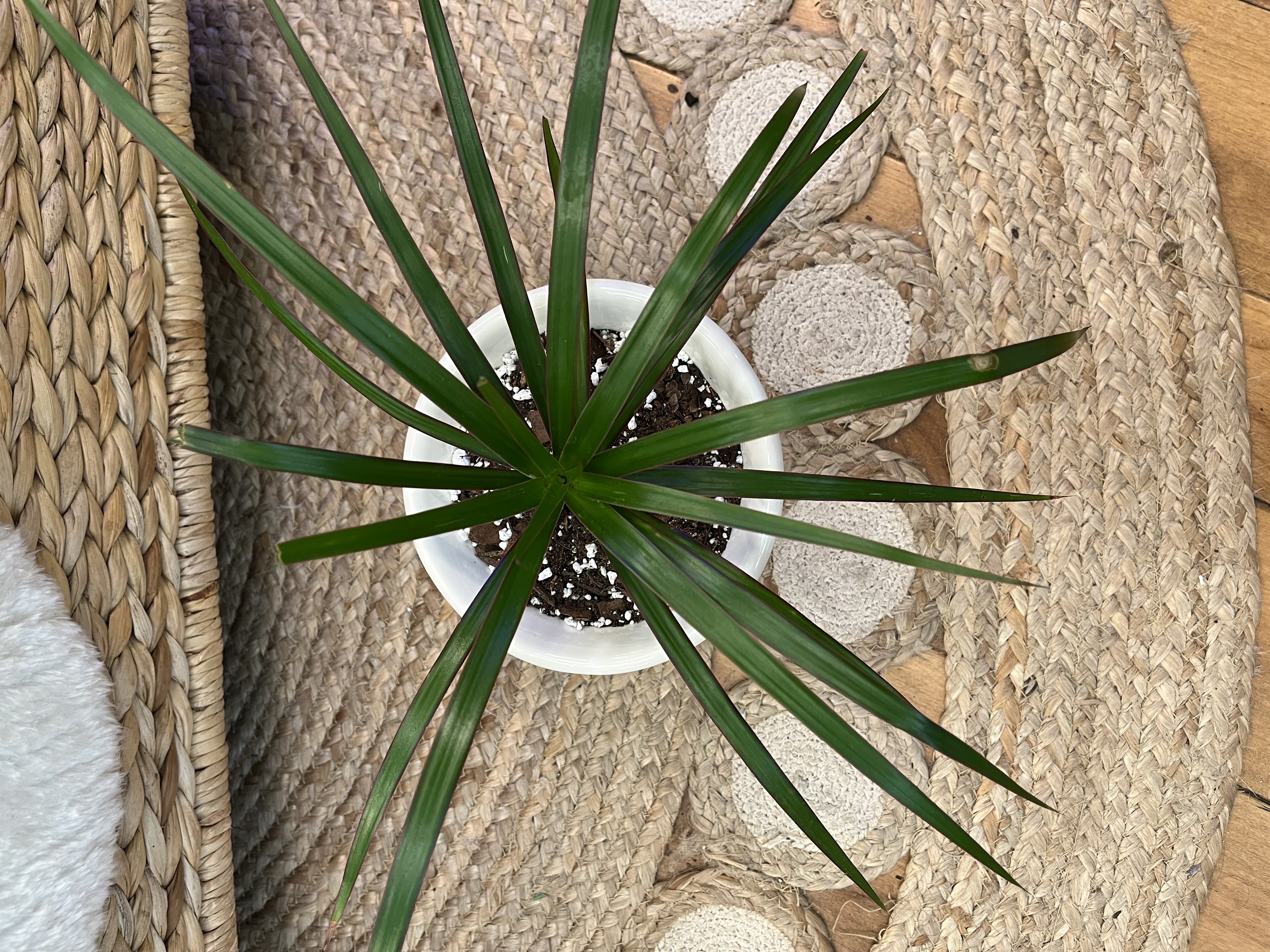 Draceana Reflexa in Vintage Fleurs de Lis vase
