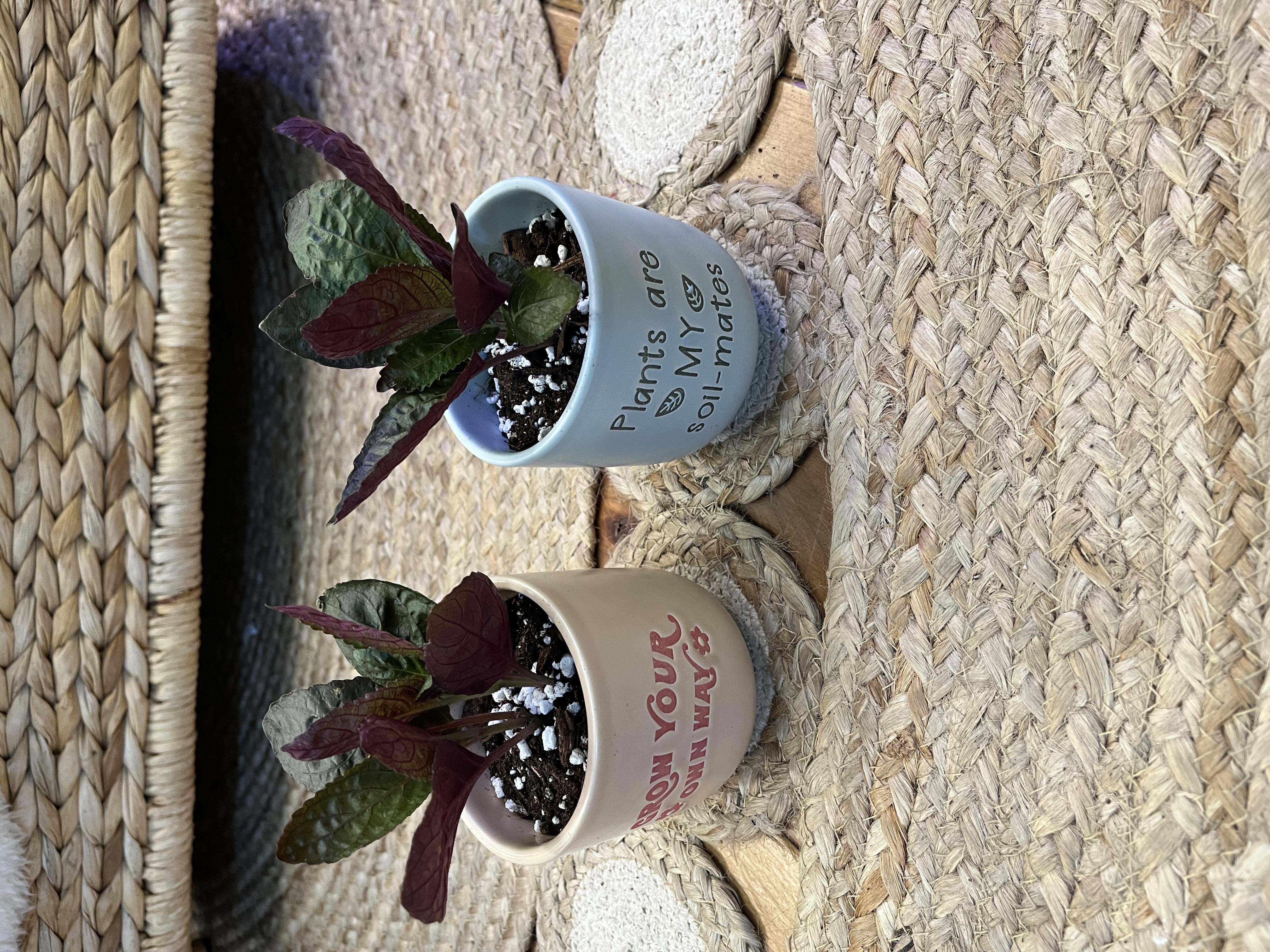 Waffle plants in decorative ceramic pots
