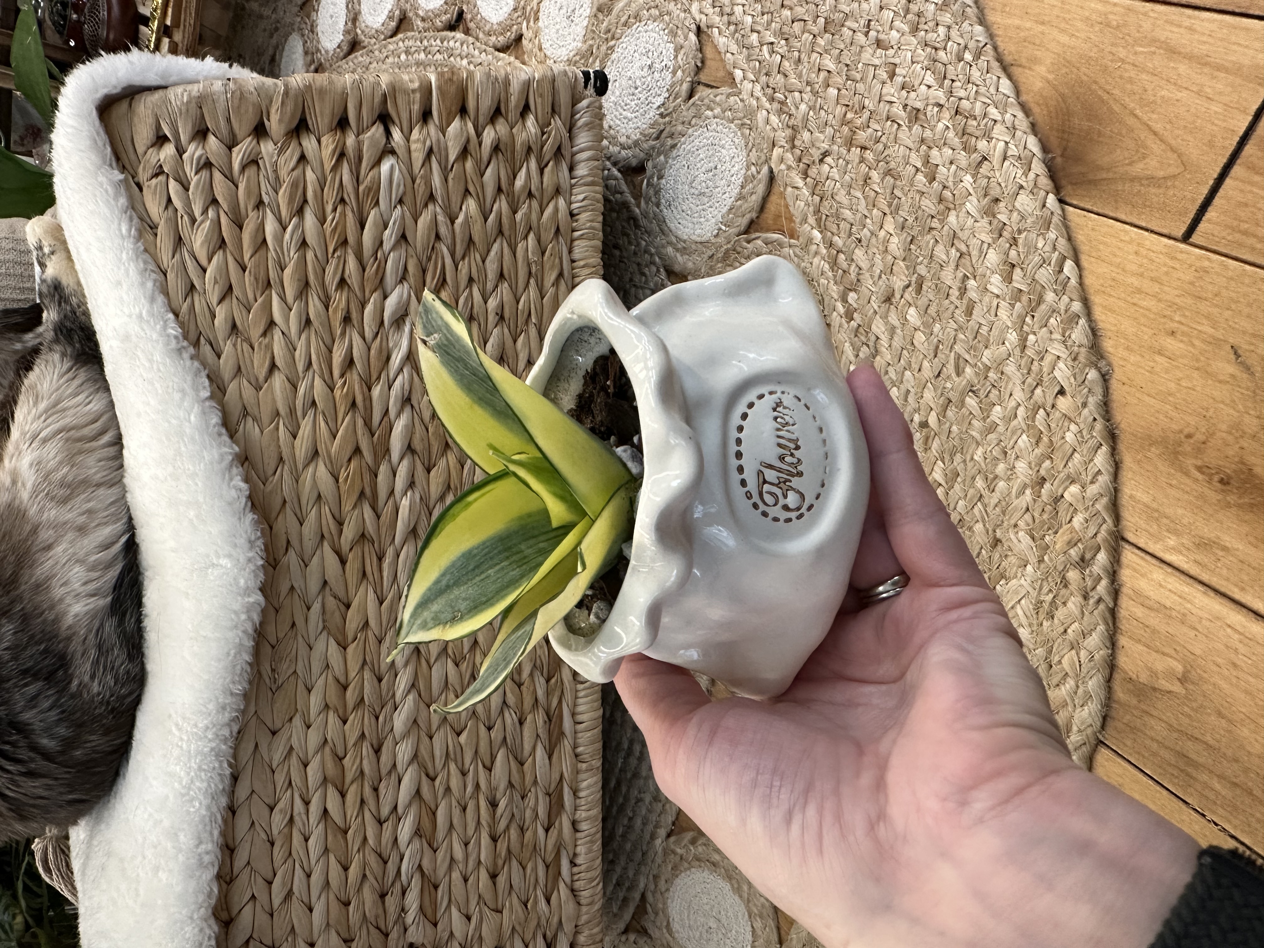 Sansevieria Hahni Gold in little ceramic sack shaped pot