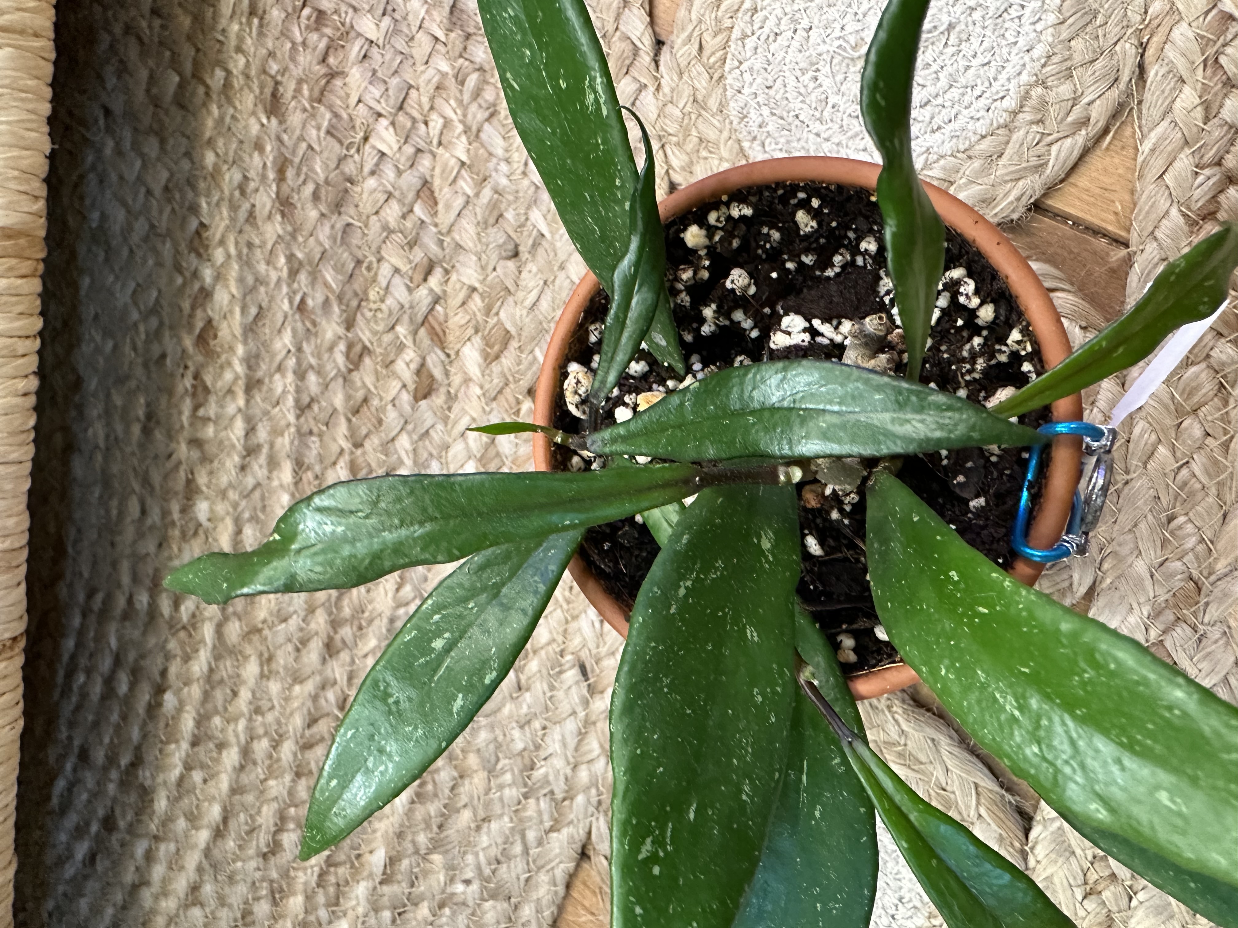 Hoya Publicalyx in Terracotta Pot