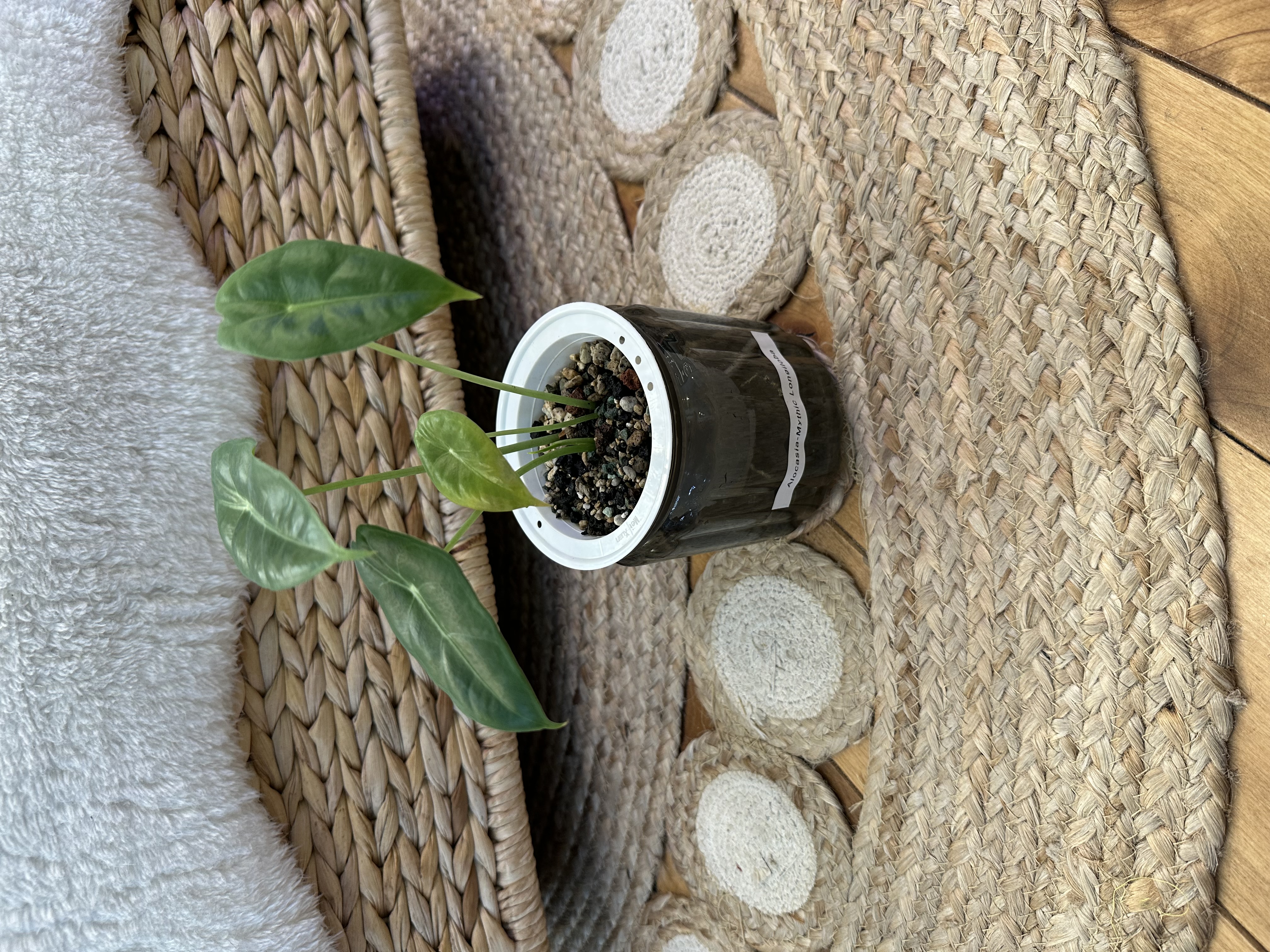 Alocasia Varieties in Self Watering Pots with Pon