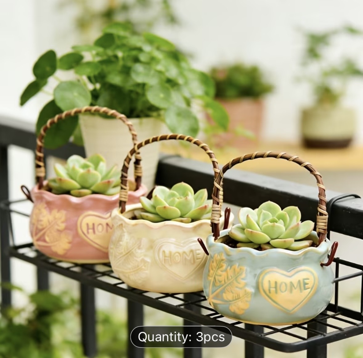 Pilea Bronze in Ceramic Basket