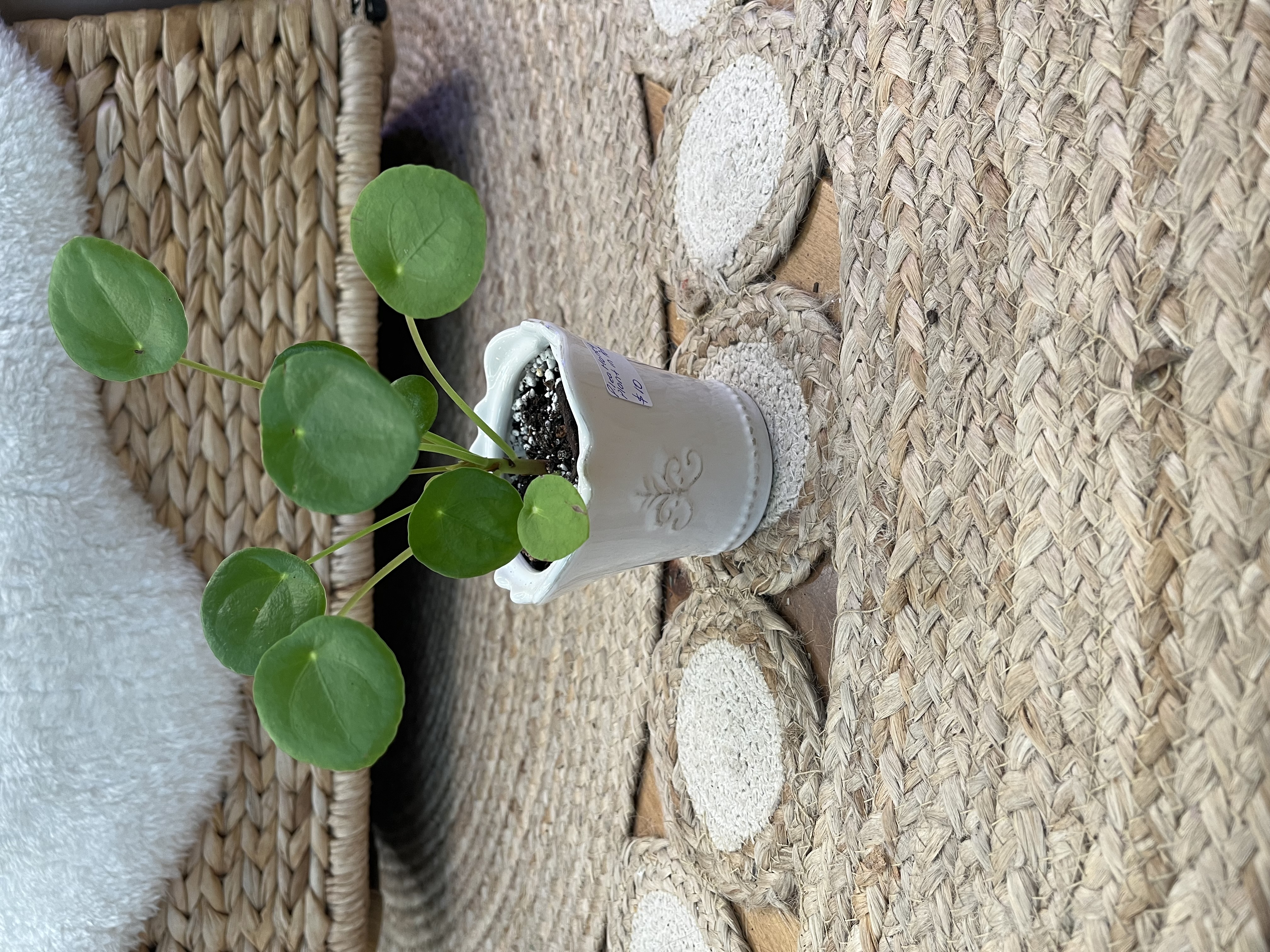 Pilea Money Plant in Vintage Sugar Bowl