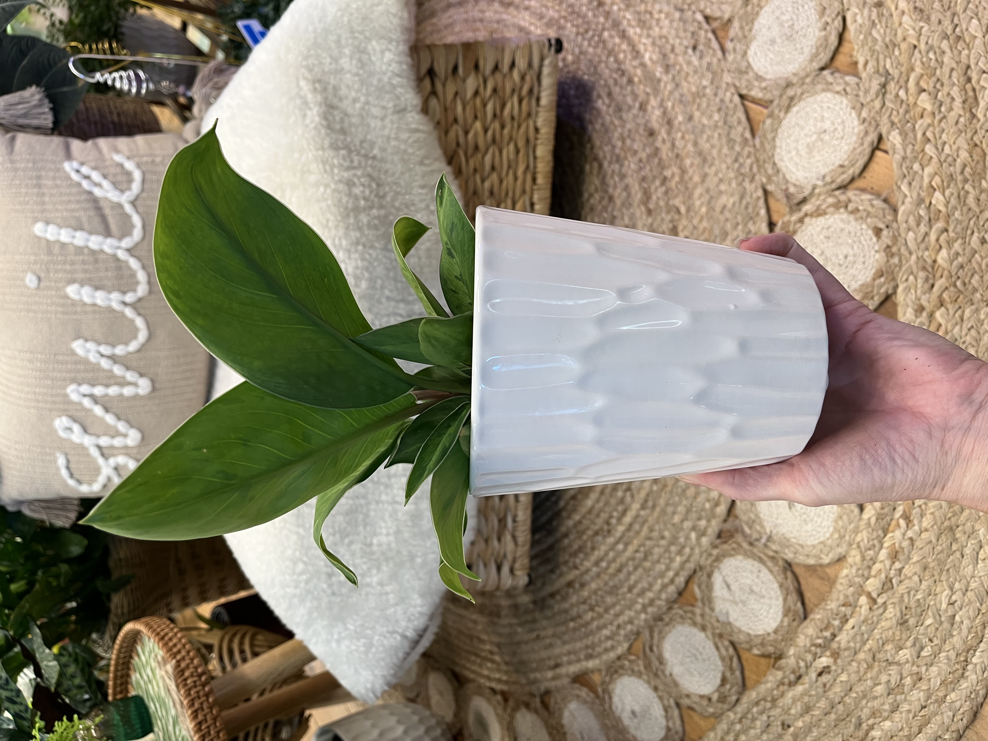 Aglaonema Selby in textured white ceramic cover pot