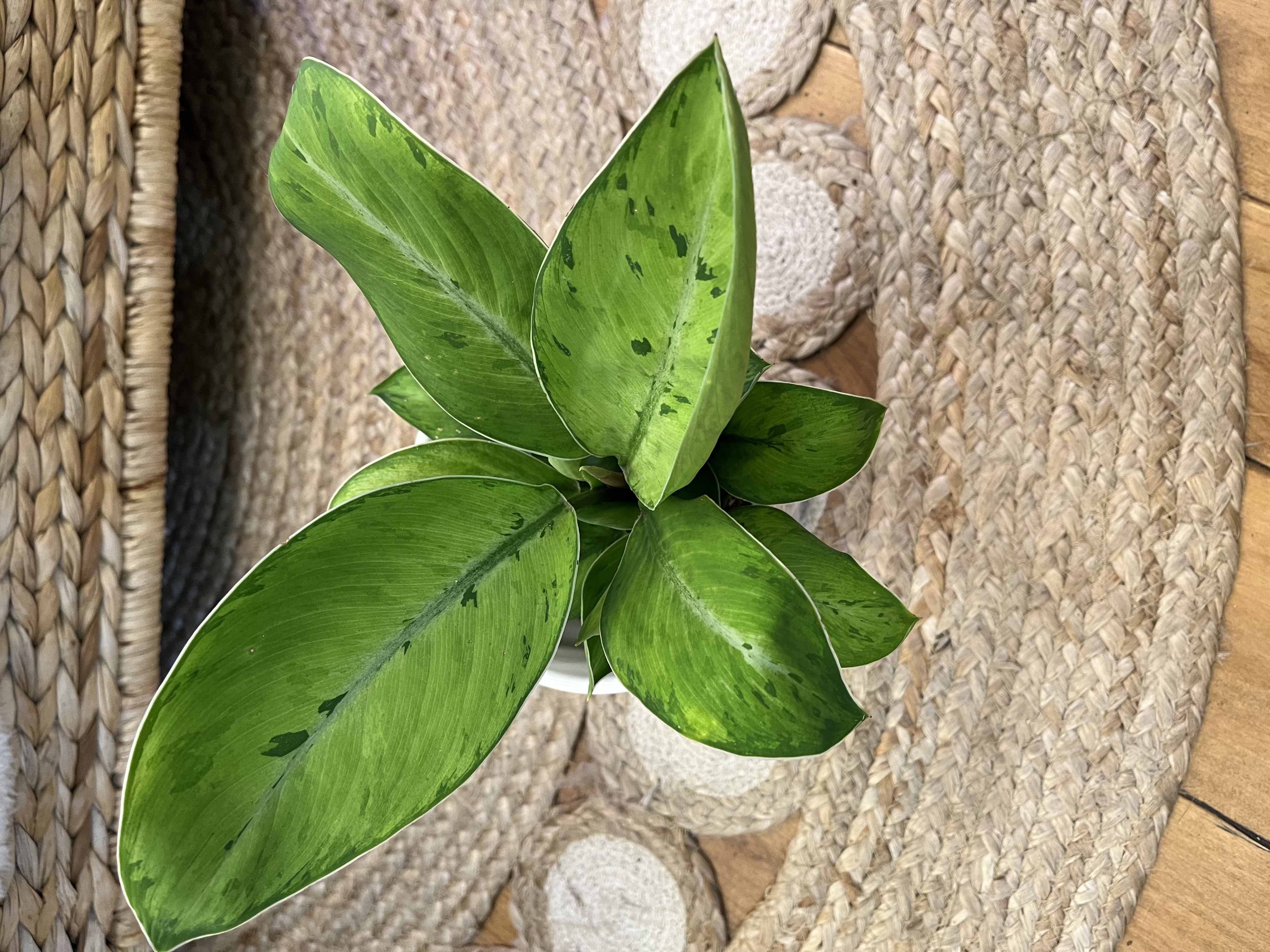 Aglaonema Selby in textured white ceramic cover pot