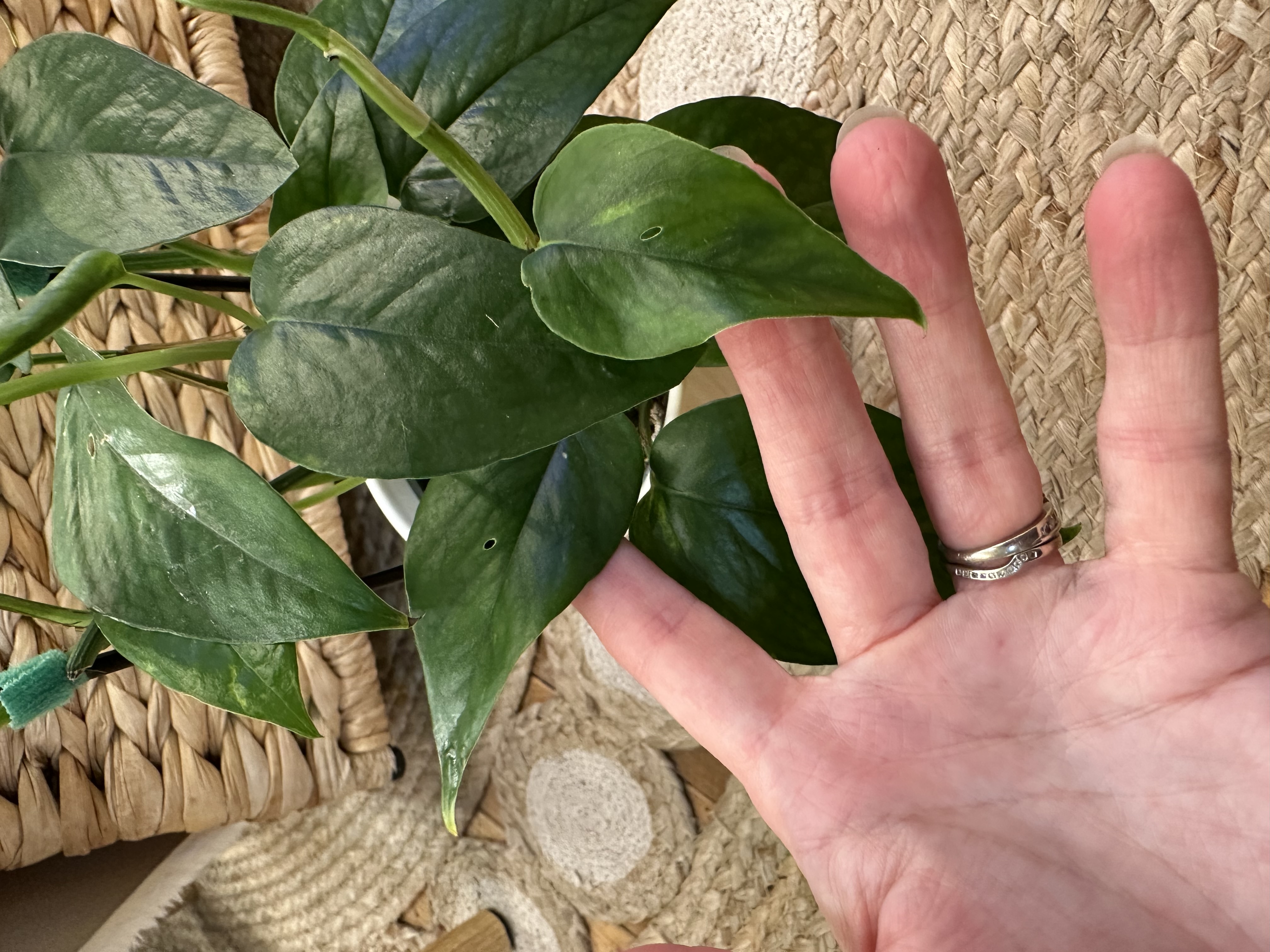 Pothos Yellow Surprise on Decorative Trellis