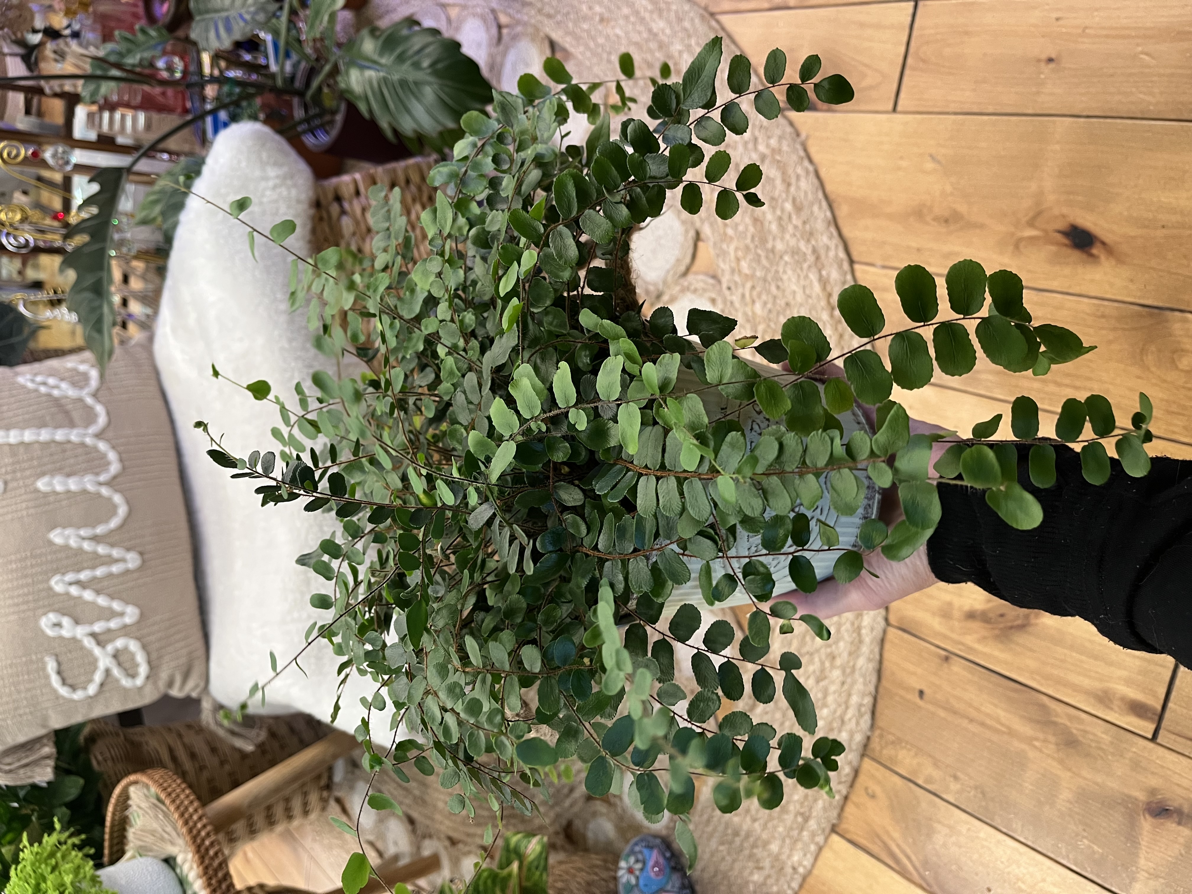 Potted Button Fern