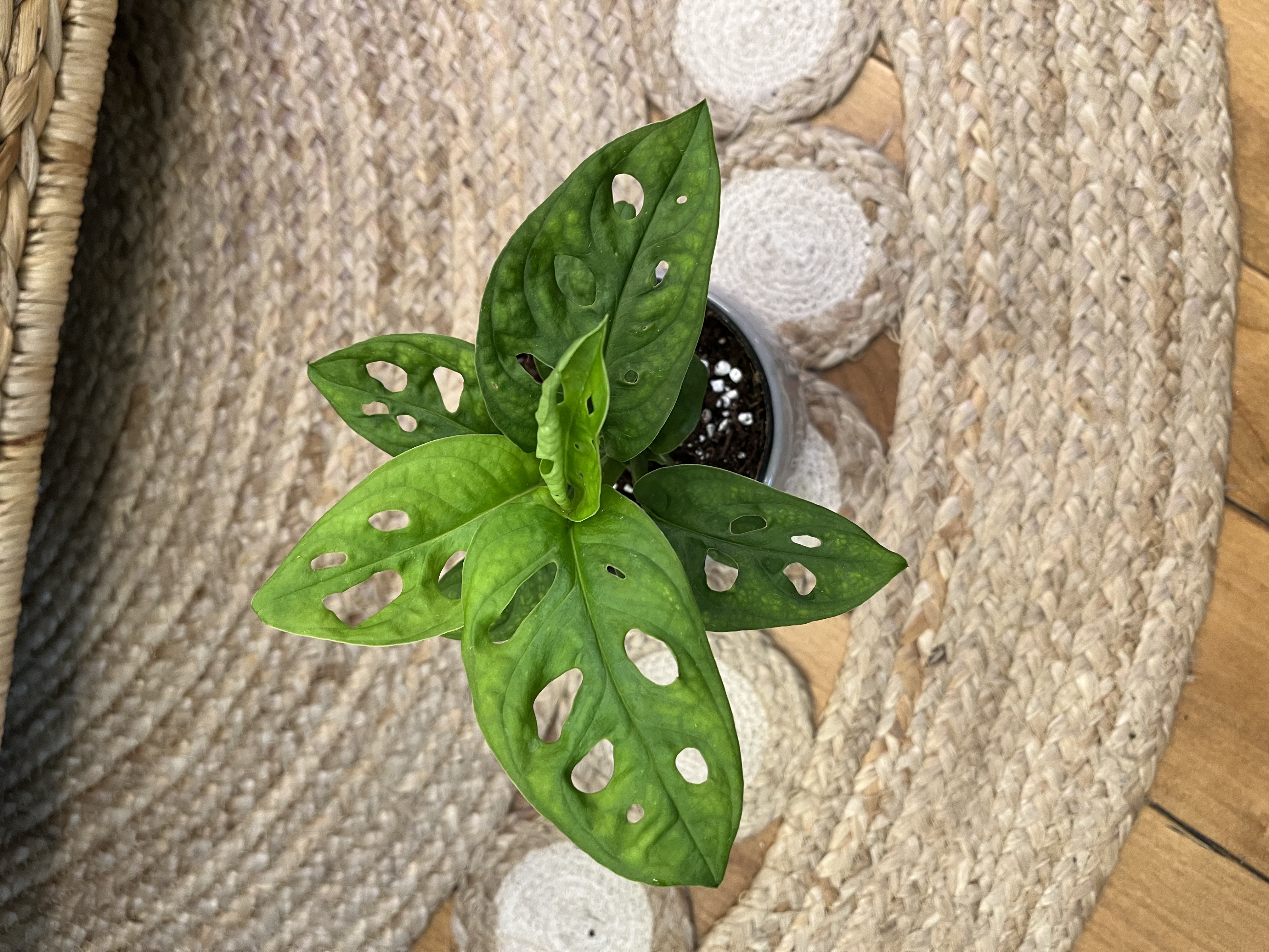 Monstera Adansonii with Ceramic Cover Pot