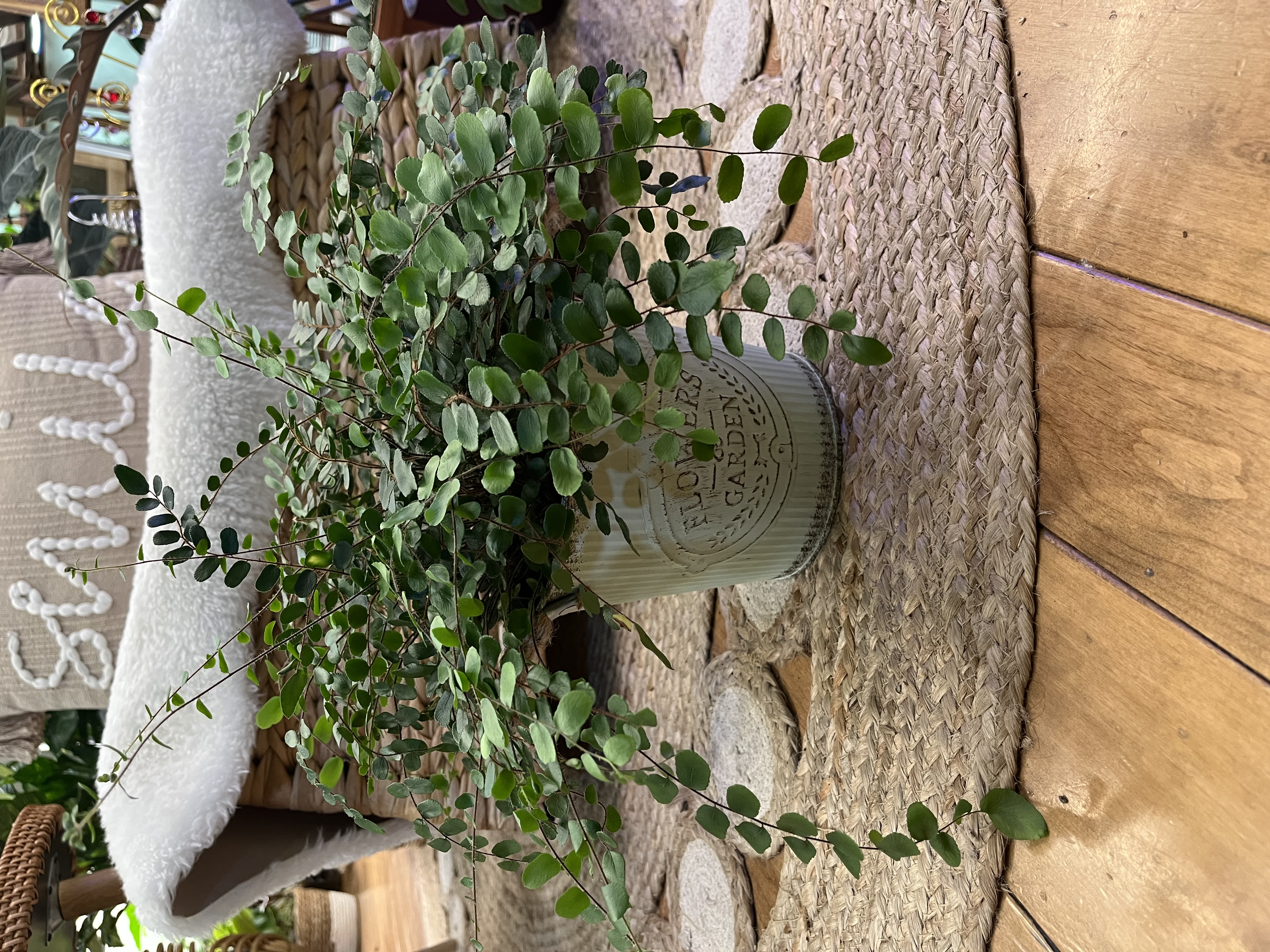 Potted Button Fern