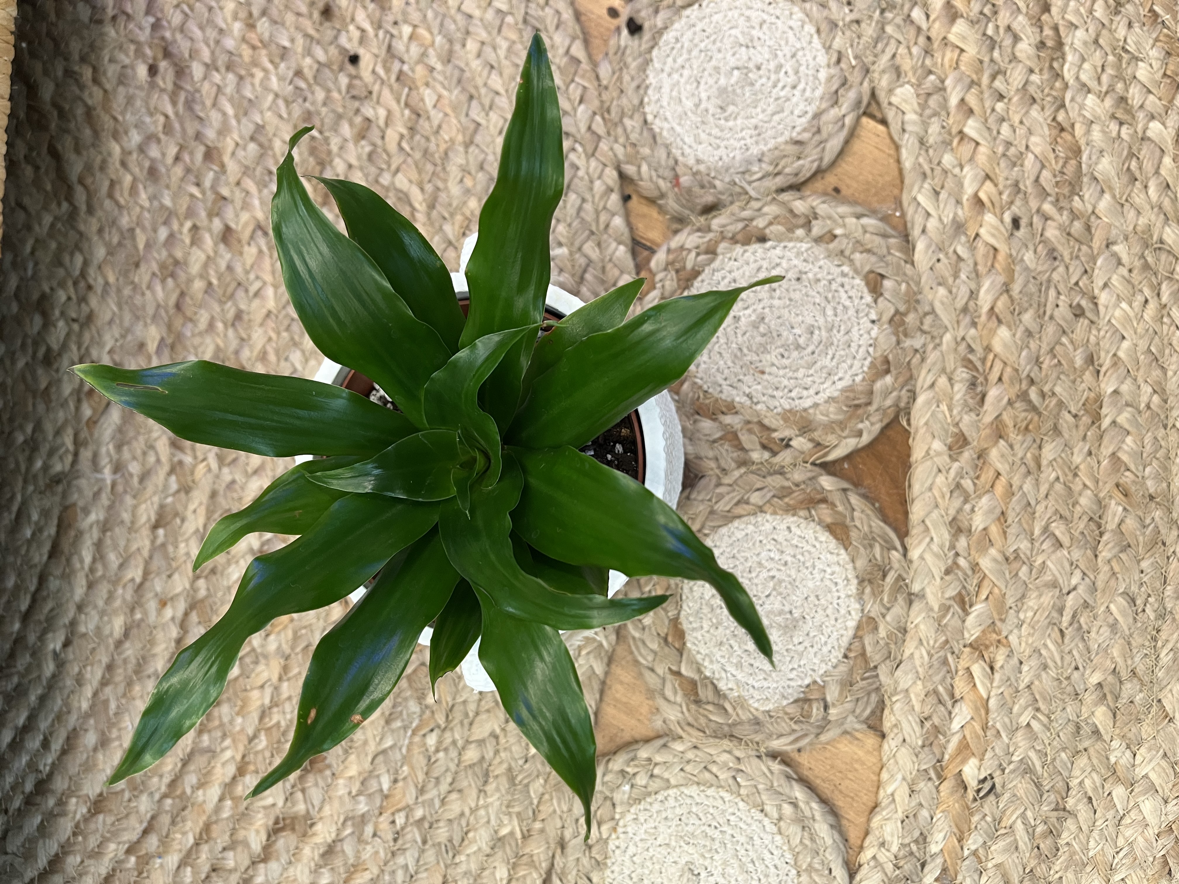 Draceana Janet Craig Compacta in Boho Pot