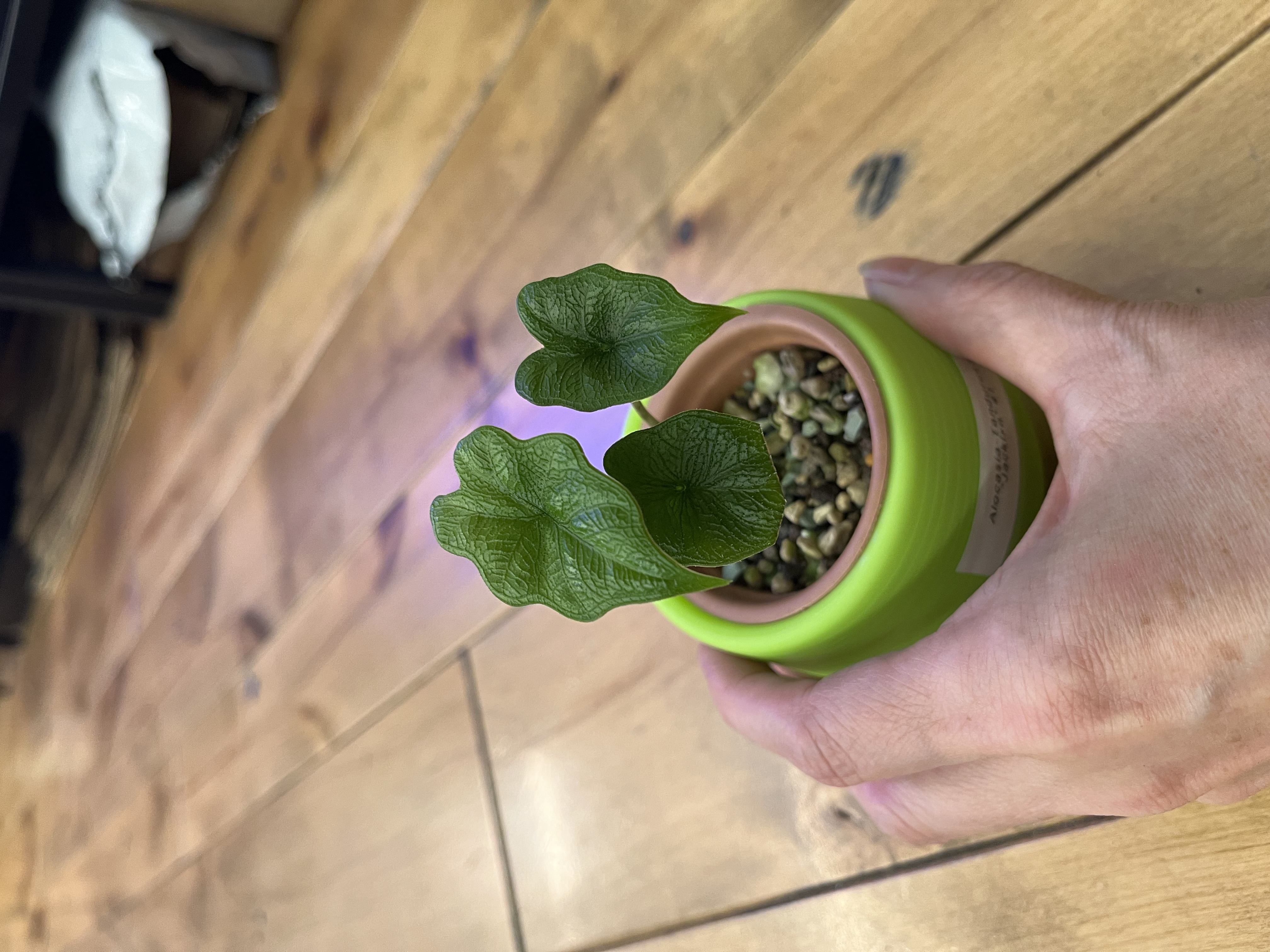 Variety of Alocasia Starter Plants in Self watering pots w/ Pon