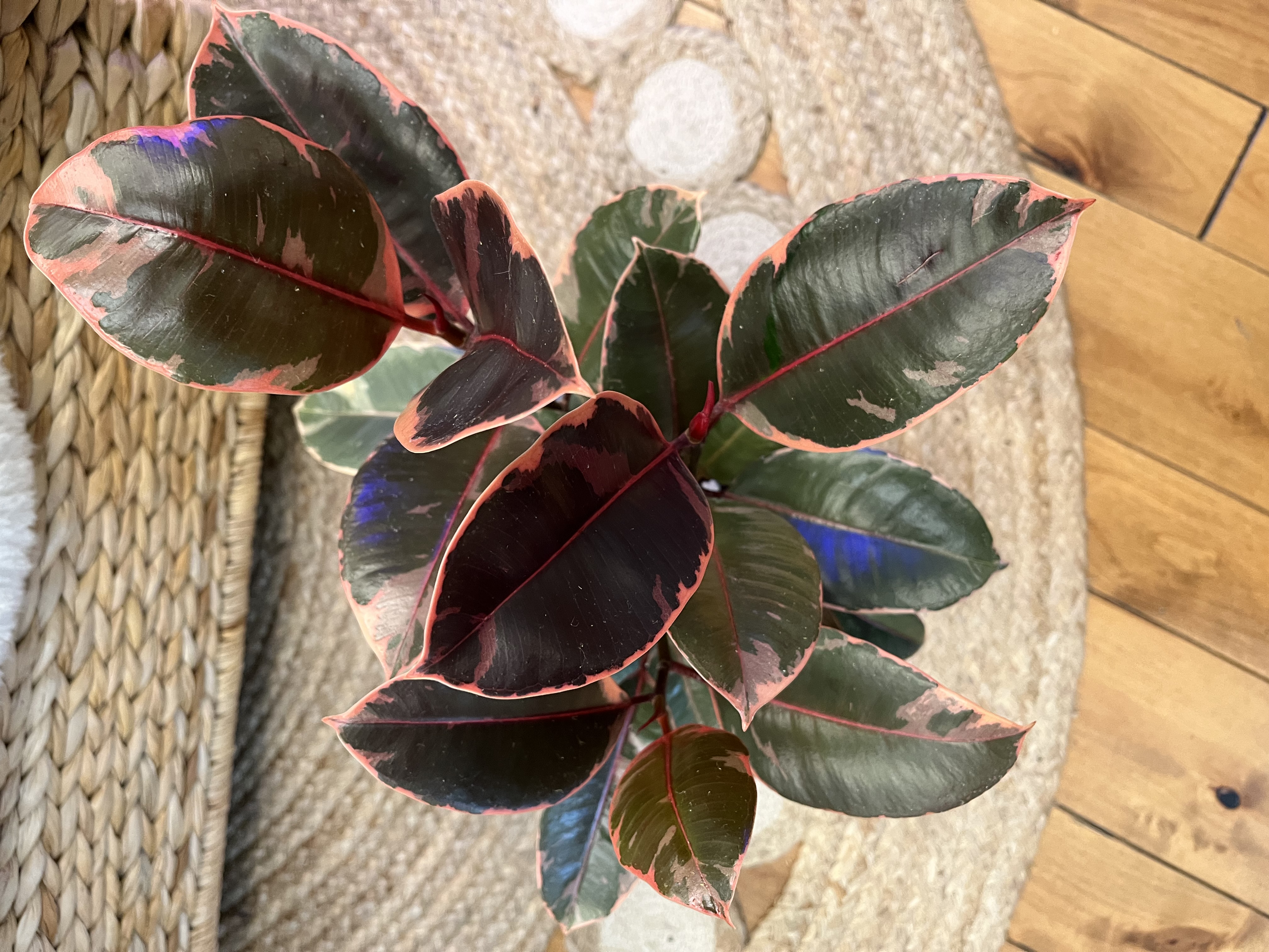 Ficus Ruby in Decorative Ceramic Cover Pot