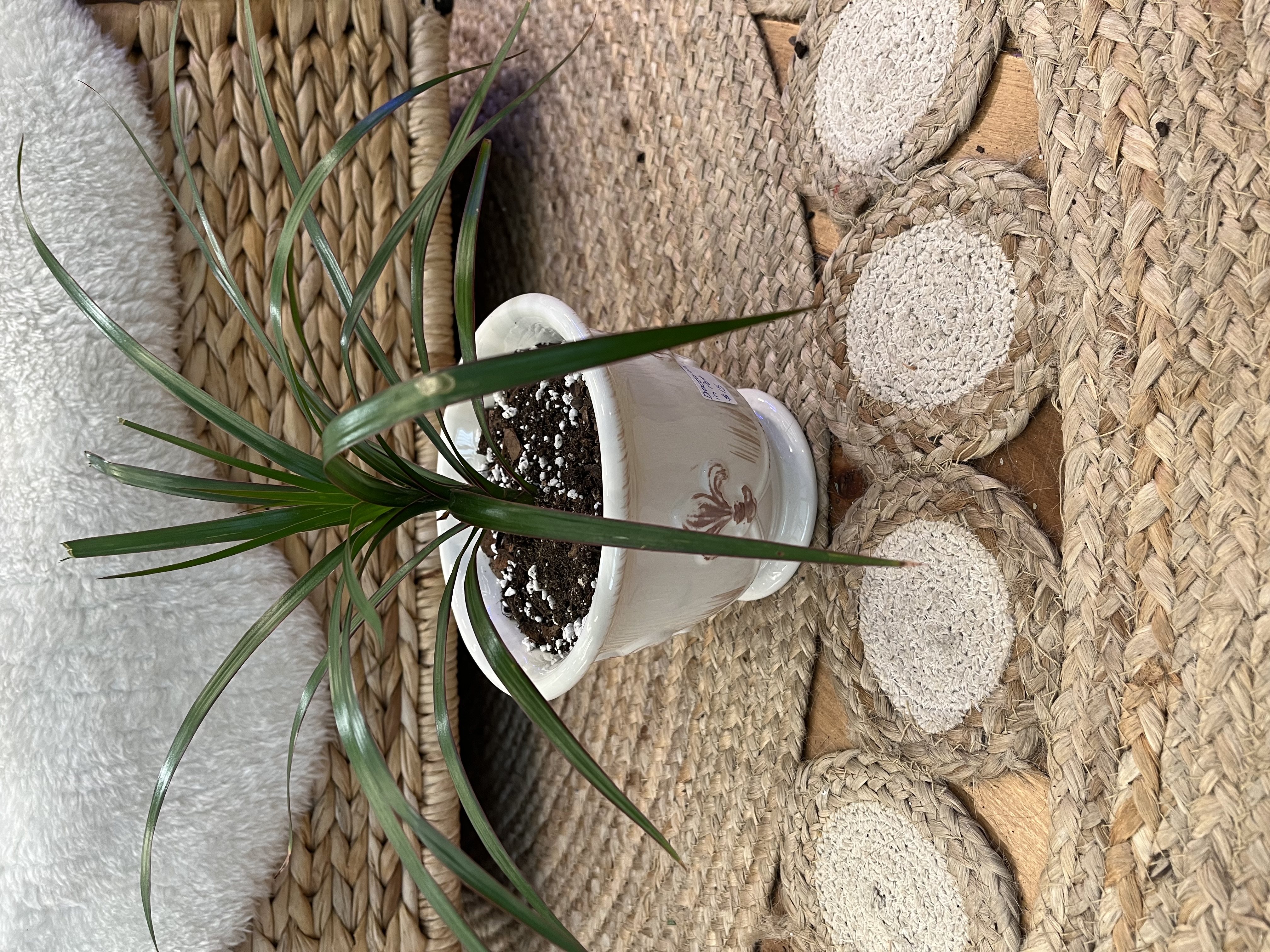 Draceana Reflexa in Vintage Fleurs de Lis vase