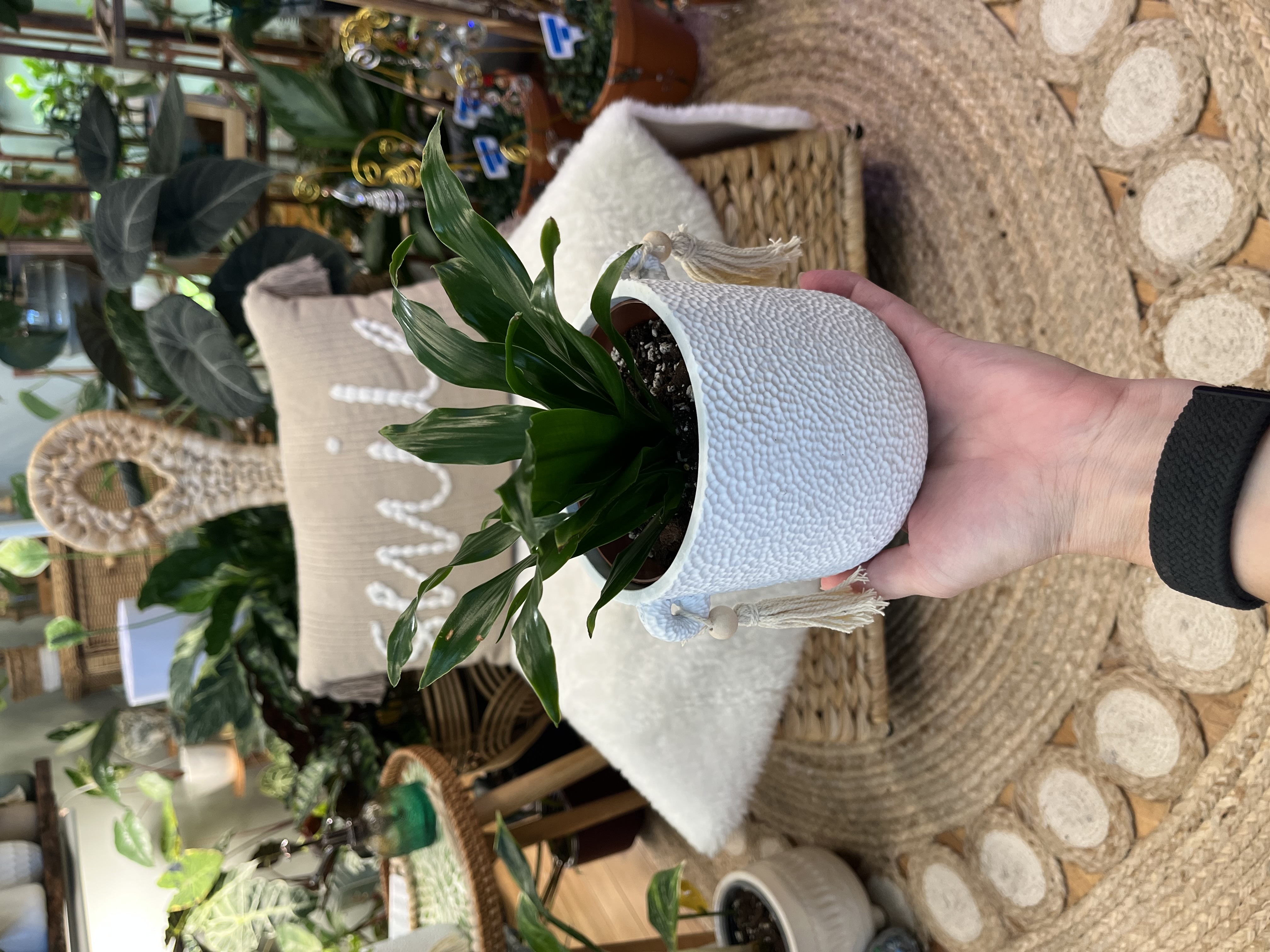 Draceana Janet Craig Compacta in Boho Pot