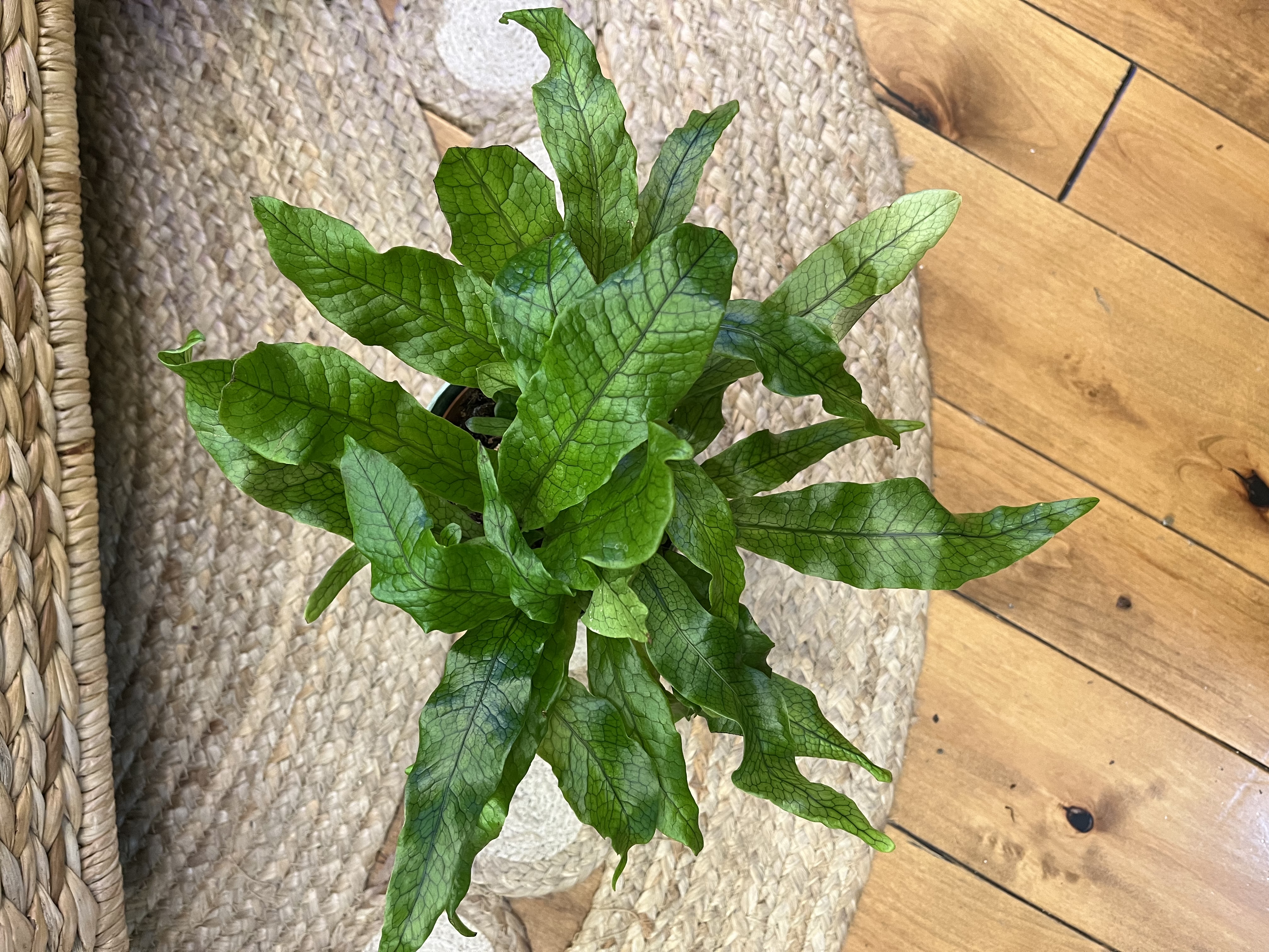 Potted Crocodile Fern