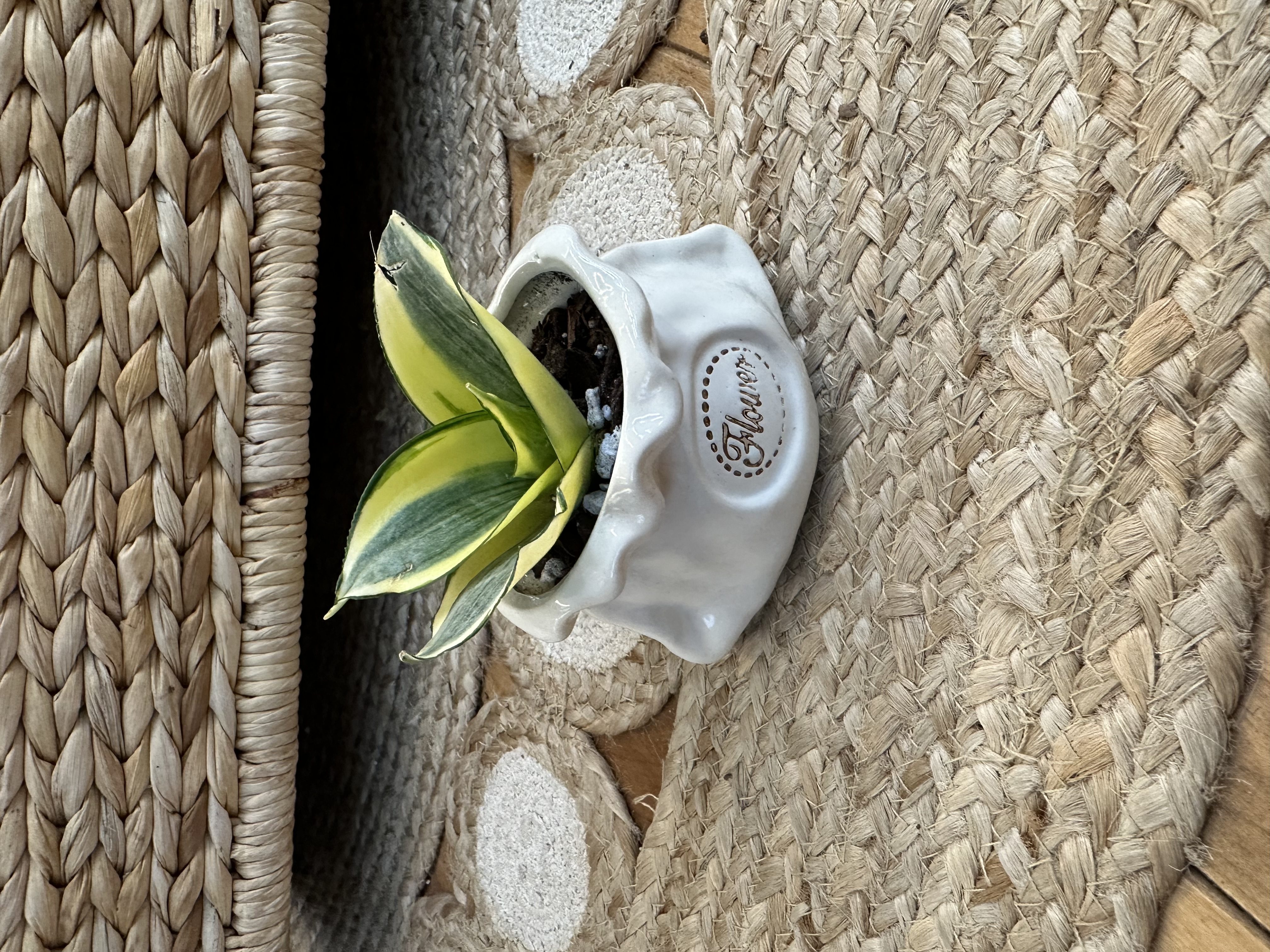 Sansevieria Hahni Gold in little ceramic sack shaped pot