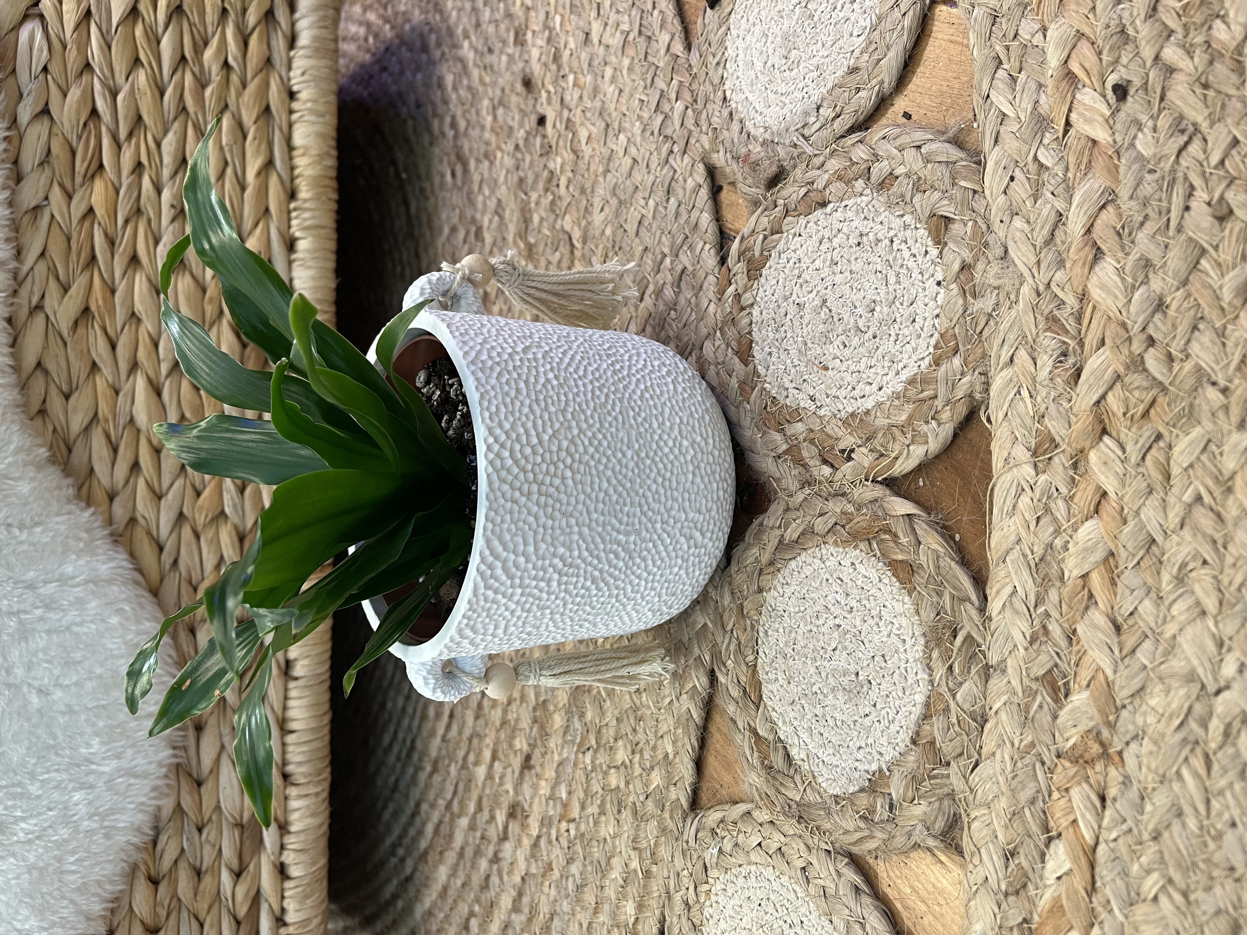 Draceana Janet Craig Compacta in Boho Pot