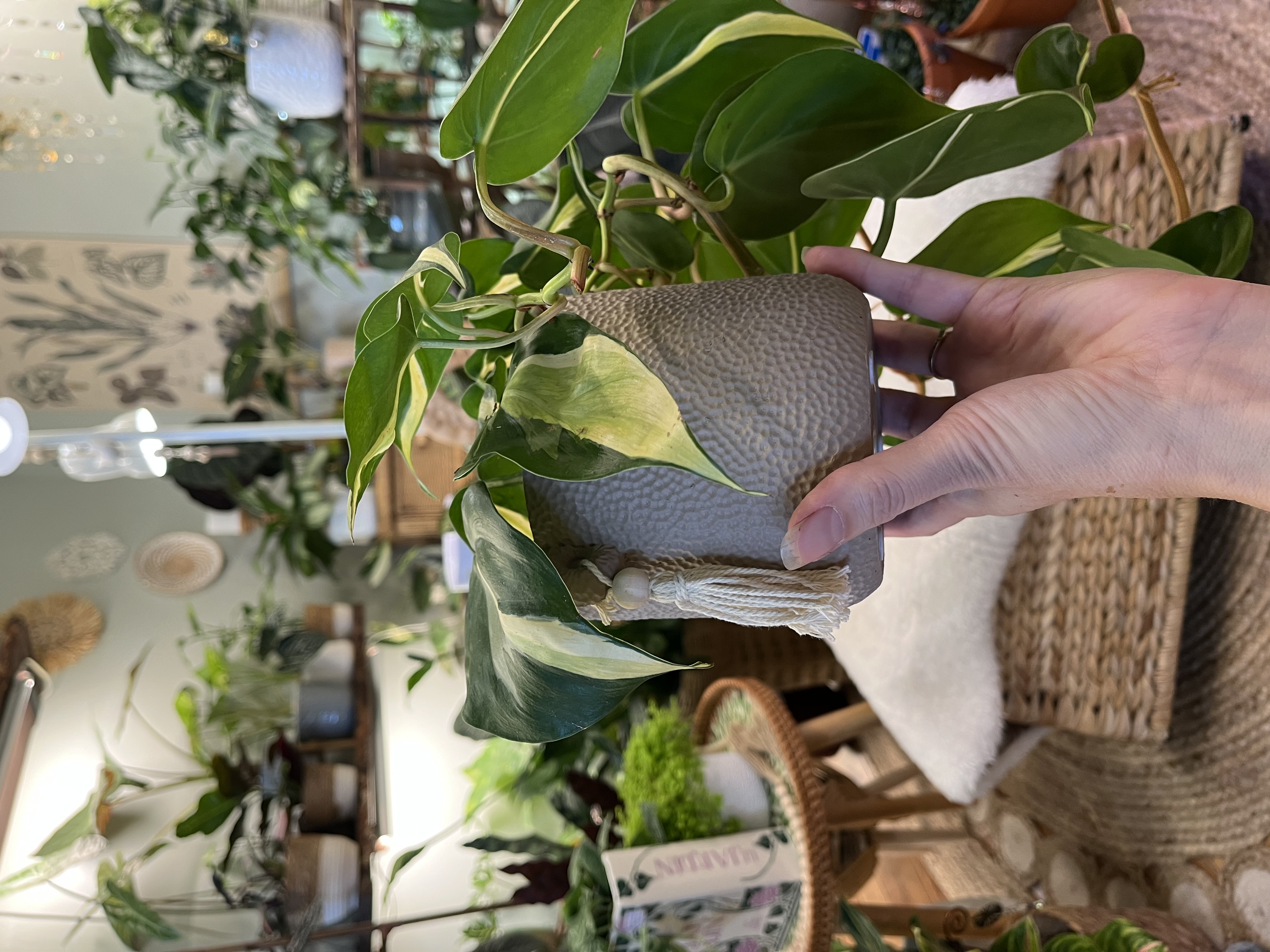 Philodendron Silver Streak in 4” Boho Cover Pot 