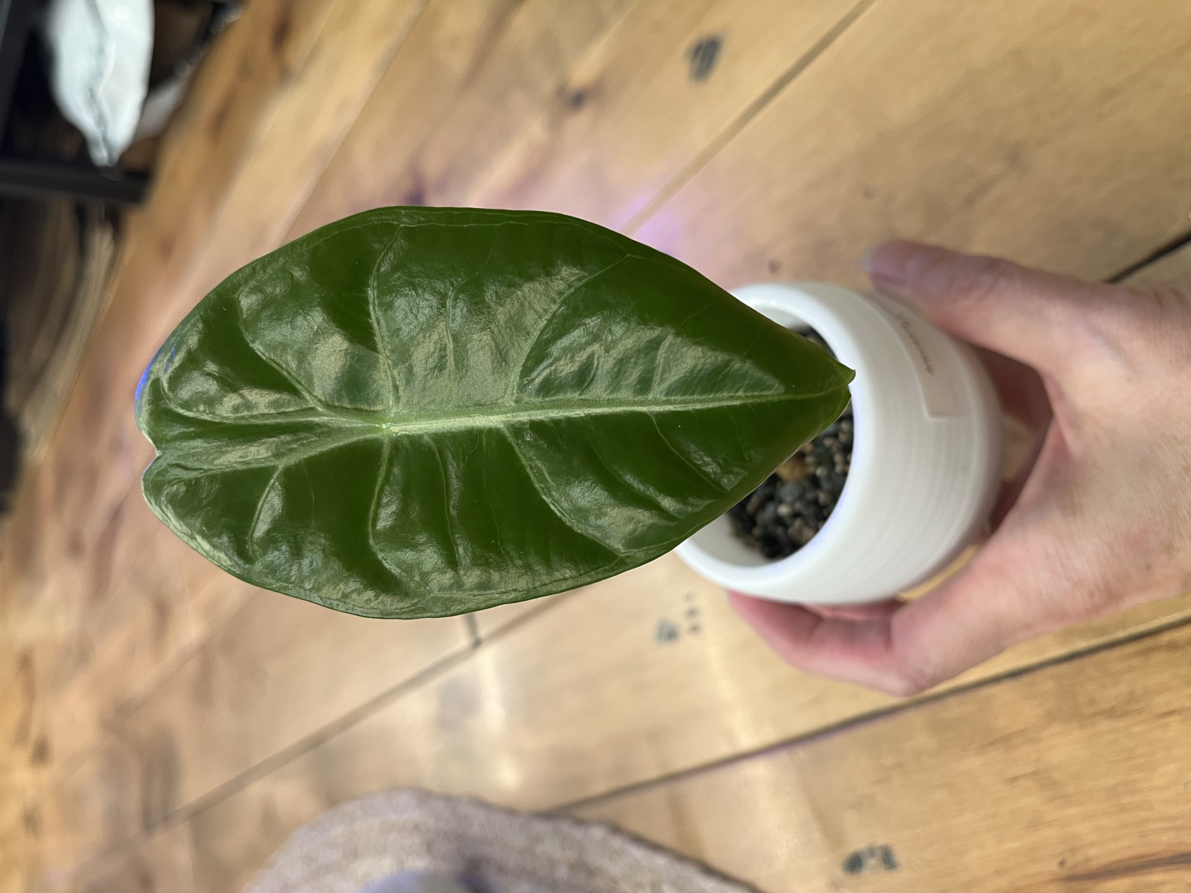 Variety of Alocasia Starter Plants in Self watering pots w/ Pon