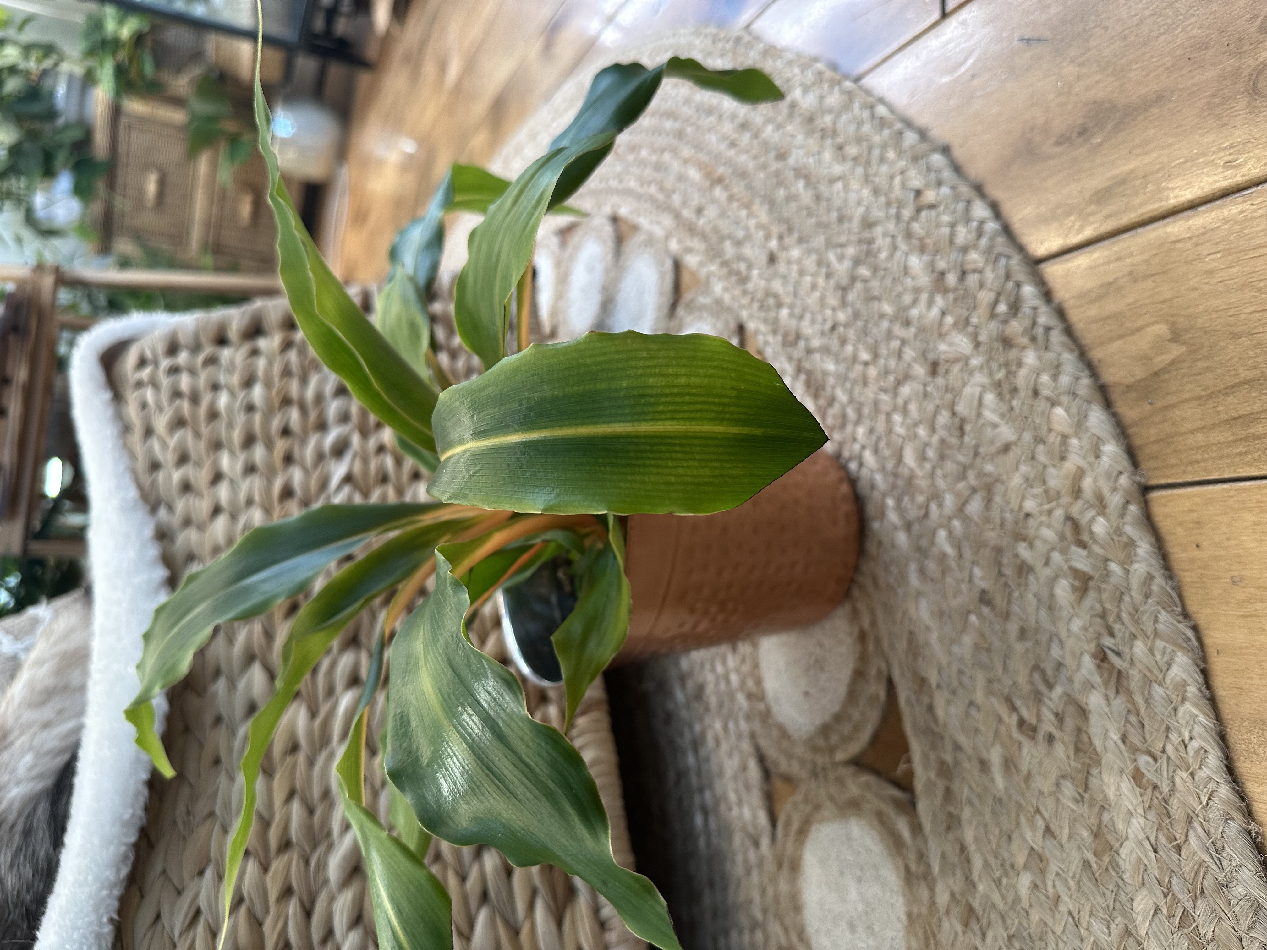 Chlorophytum Flash Fire with Copper Cover Pot