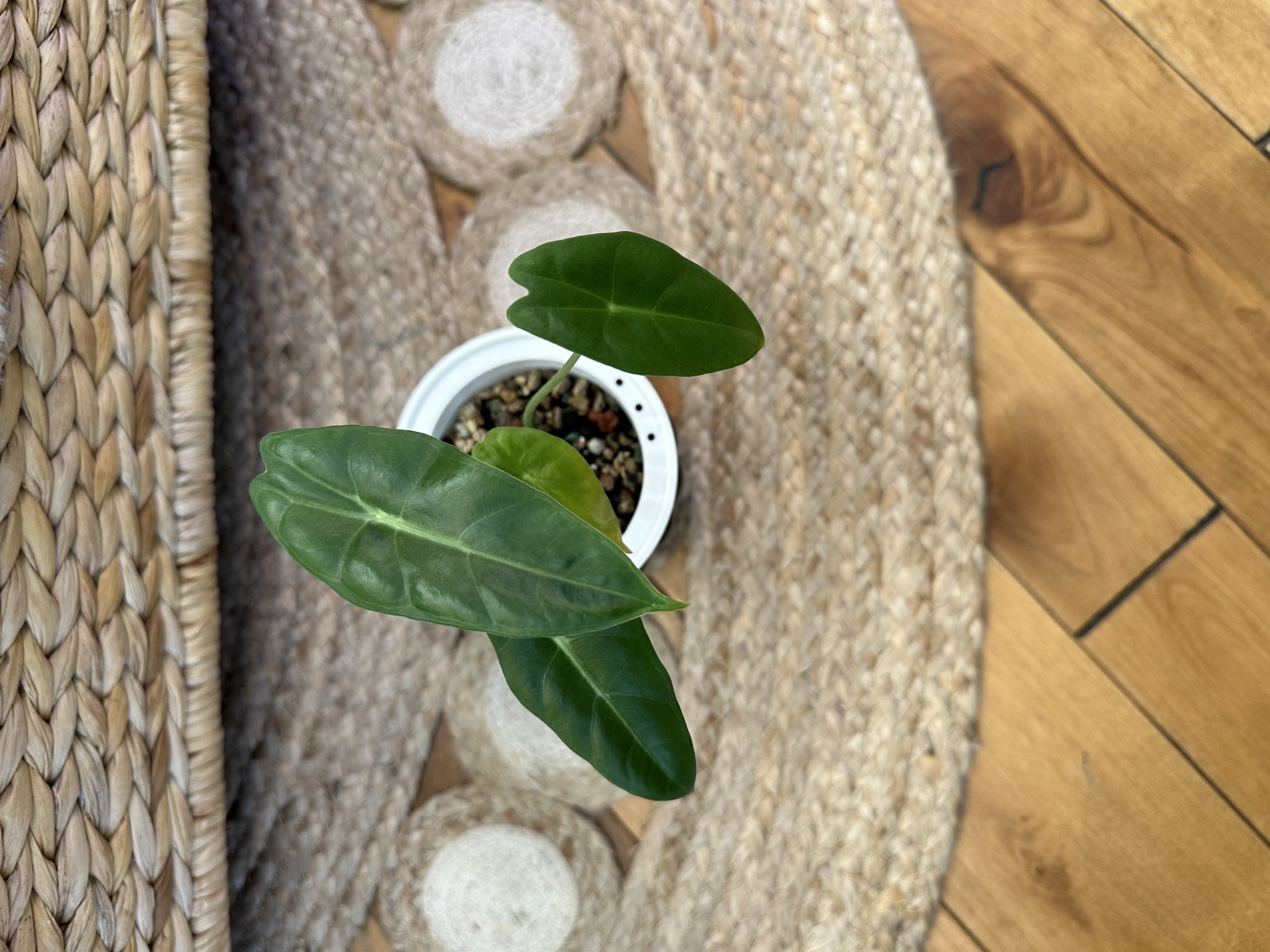 Alocasia Varieties in Self Watering Pots with Pon