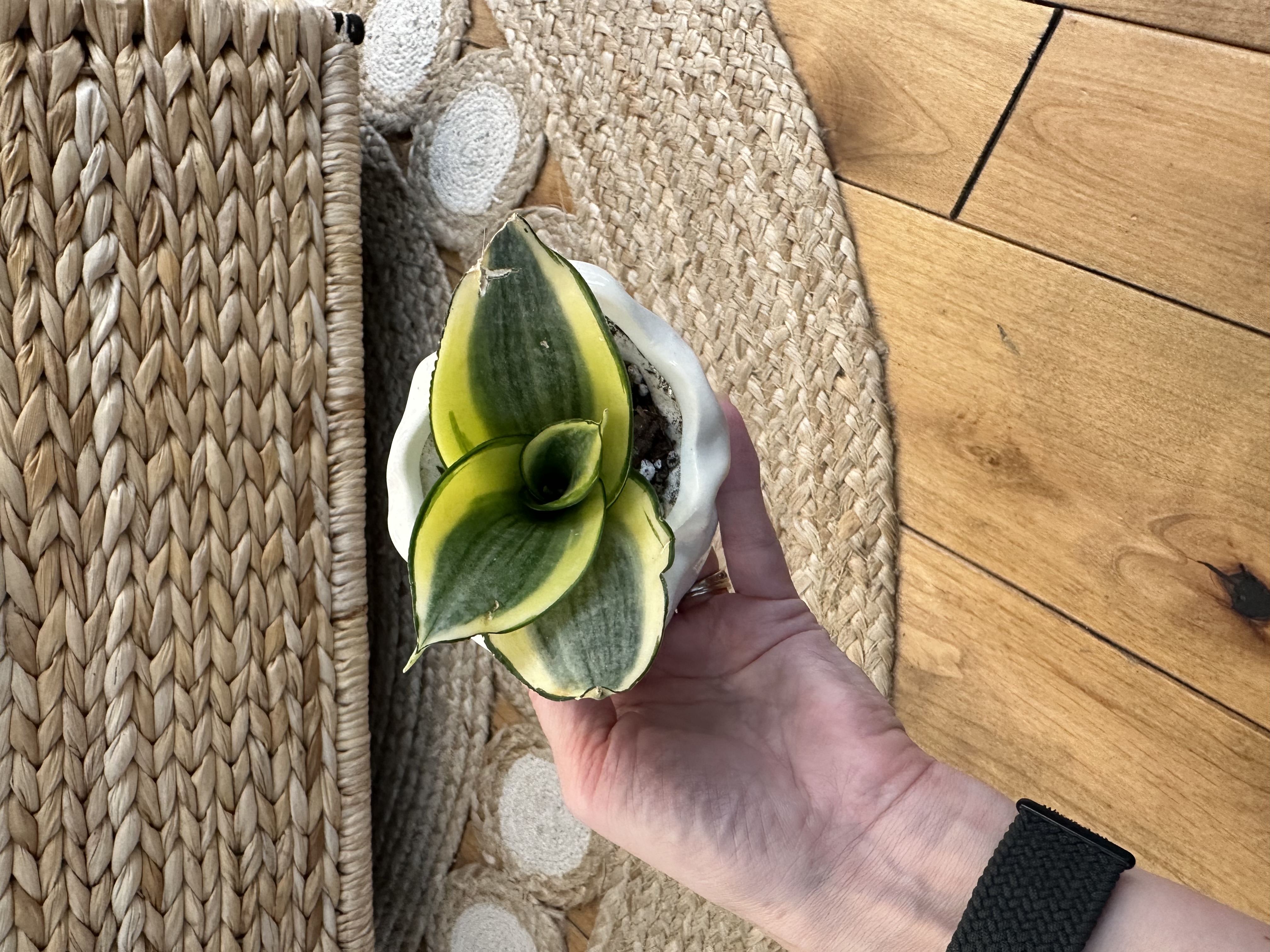 Sansevieria Hahni Gold in little ceramic sack shaped pot