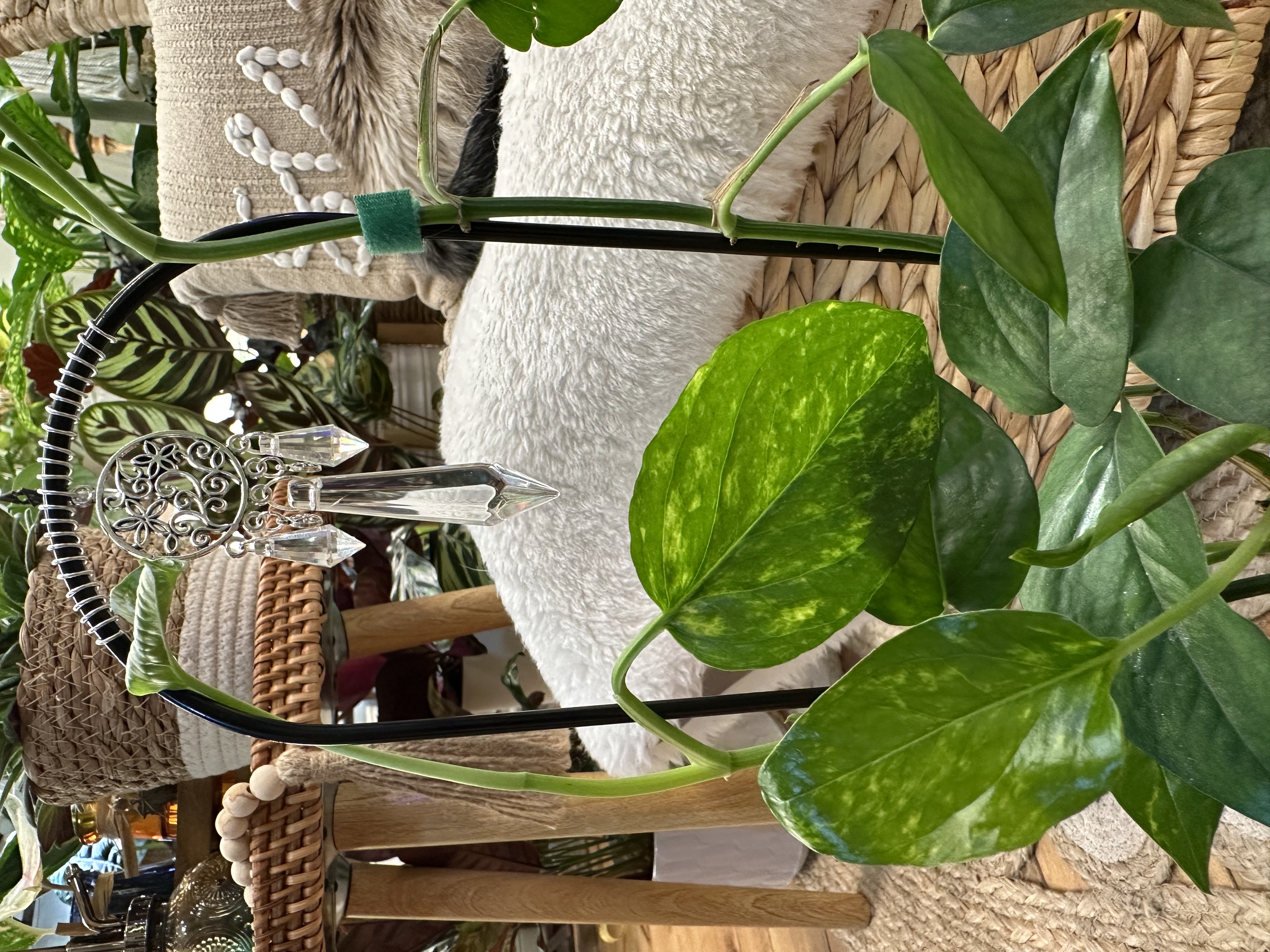 Pothos Yellow Surprise on Decorative Trellis