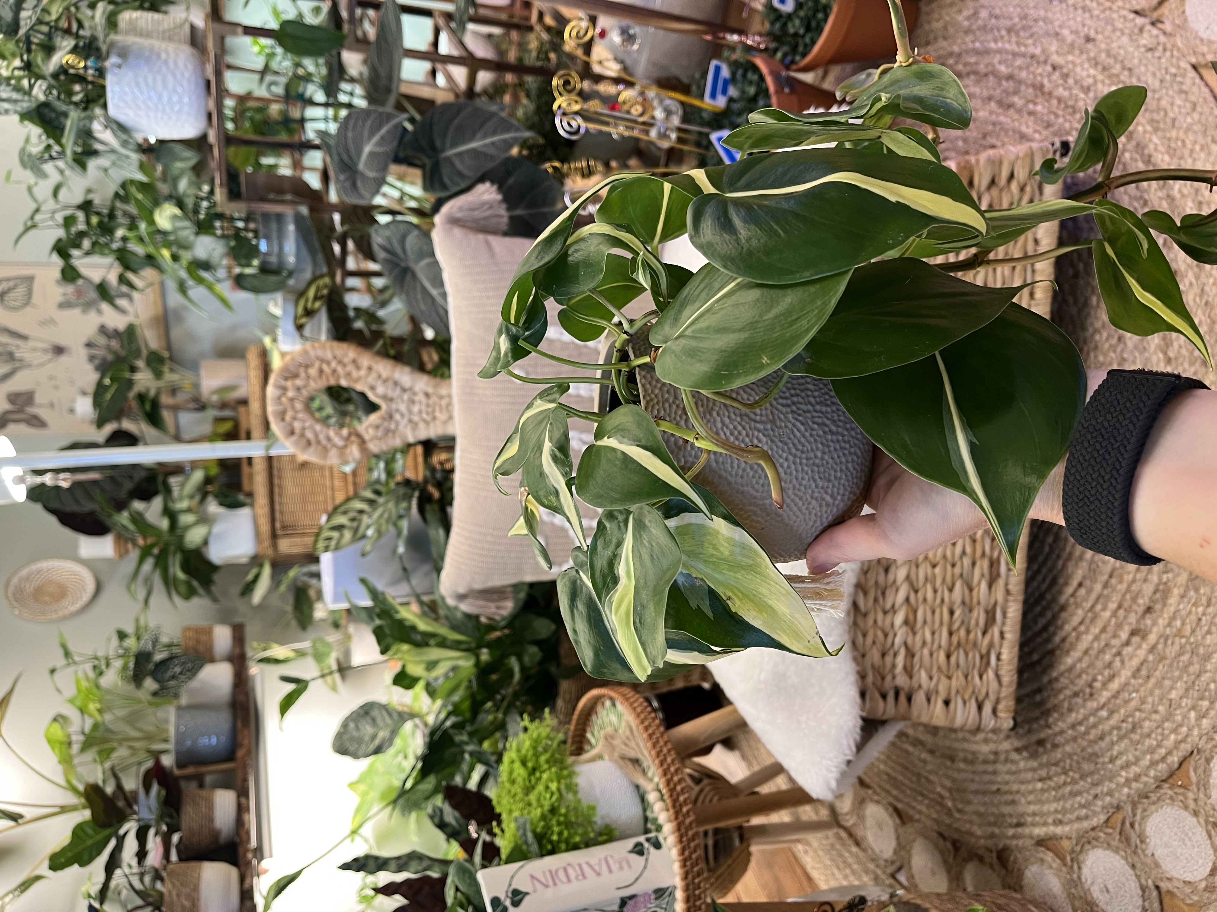 Philodendron Silver Streak in 4” Boho Cover Pot 
