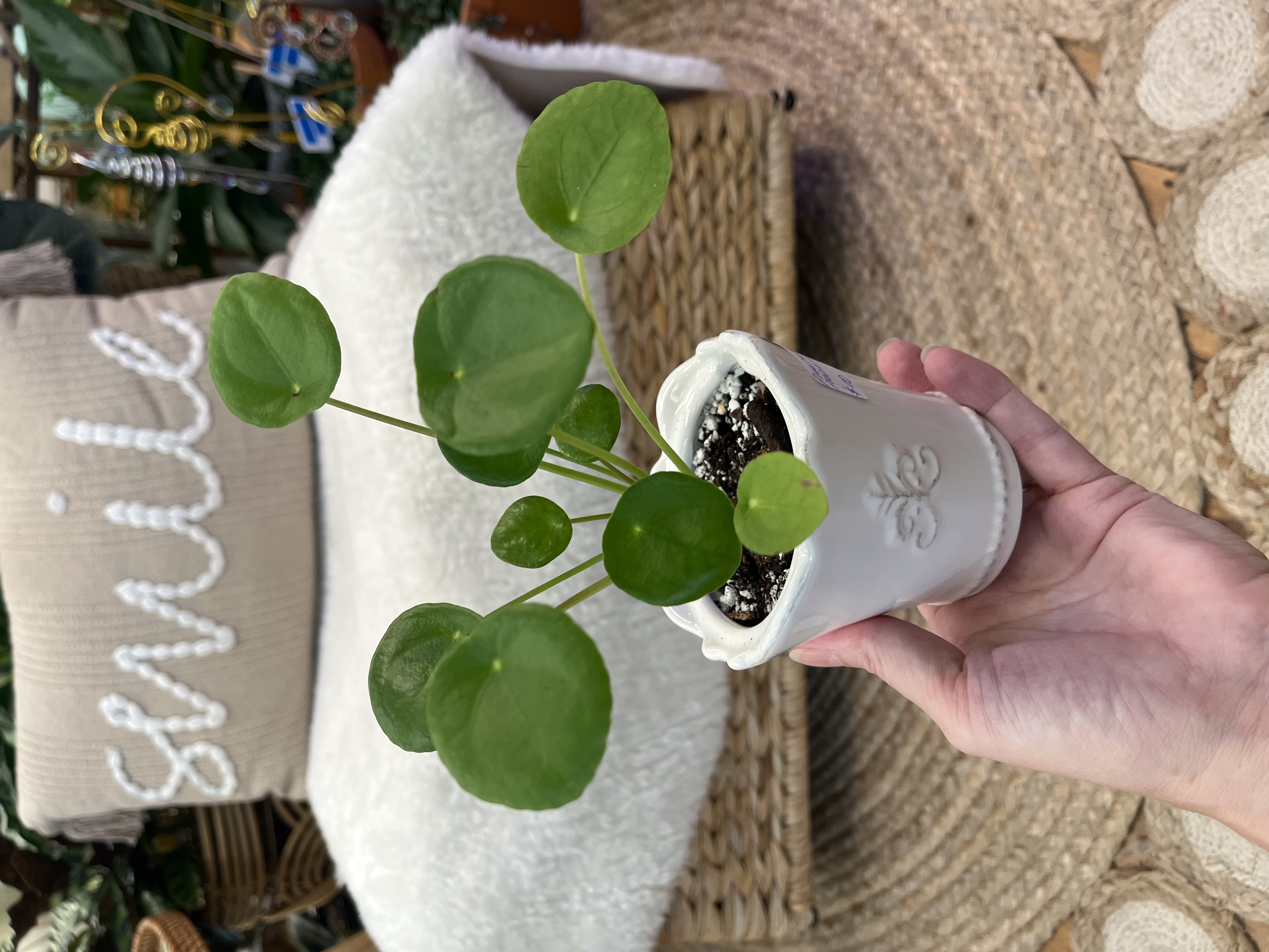 Pilea Money Plant in Vintage Sugar Bowl