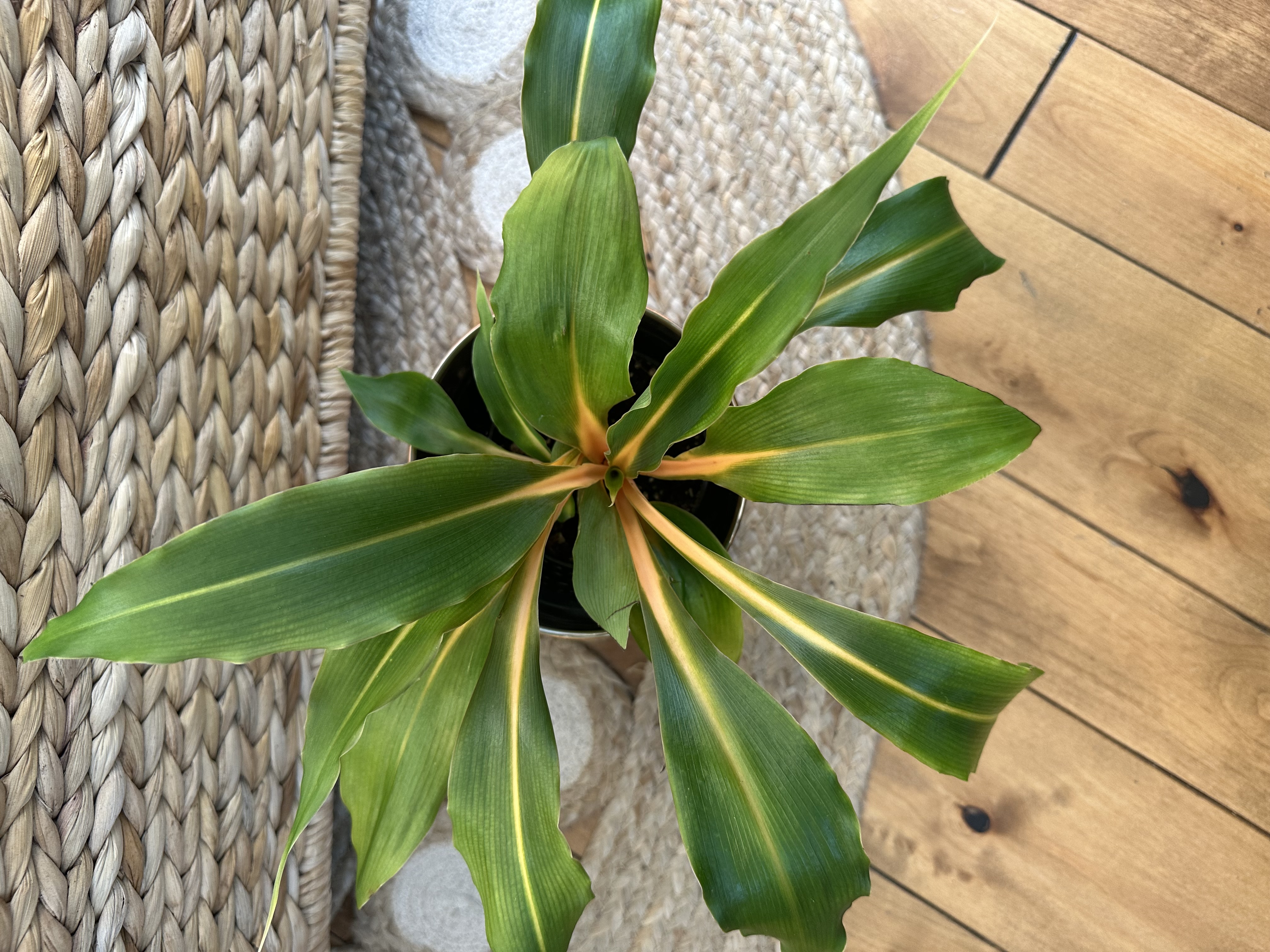 Chlorophytum Flash Fire with Copper Cover Pot