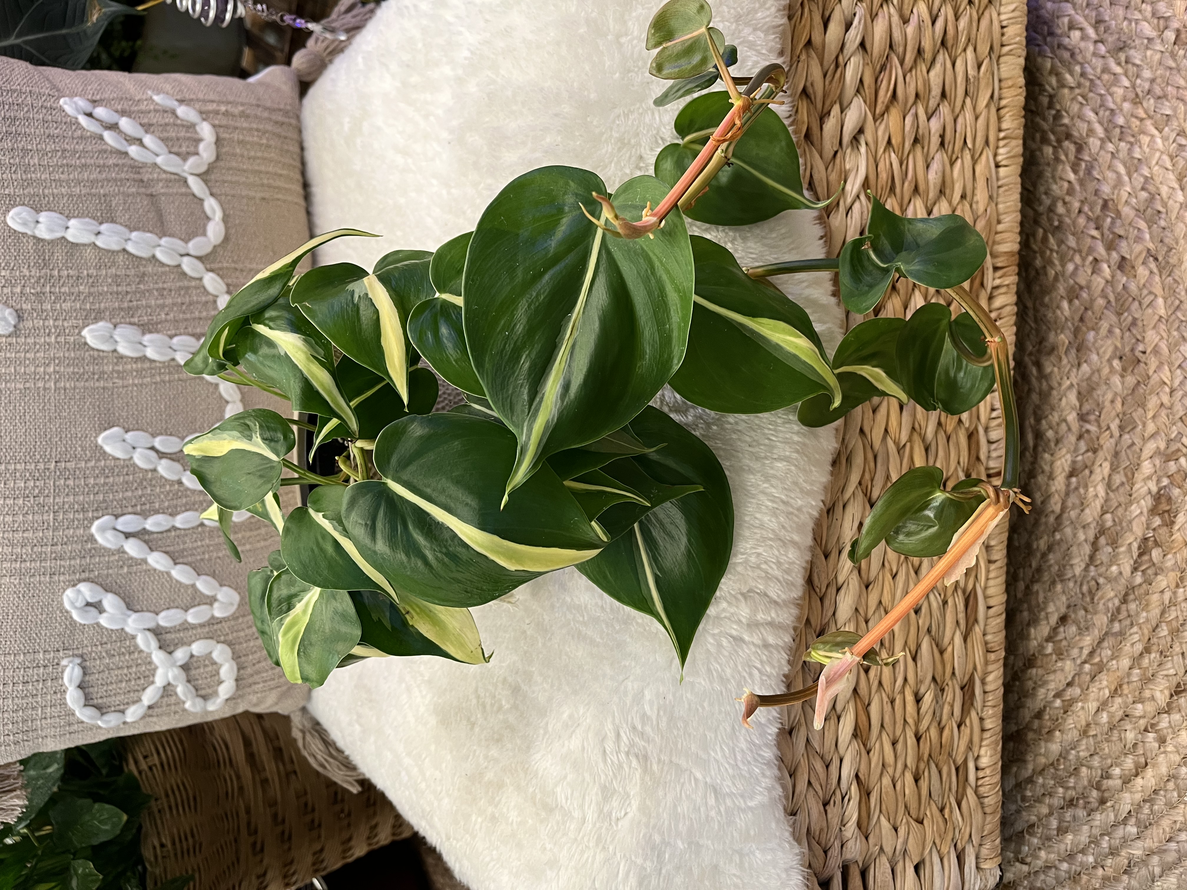 Philodendron Silver Streak in 4” Boho Cover Pot