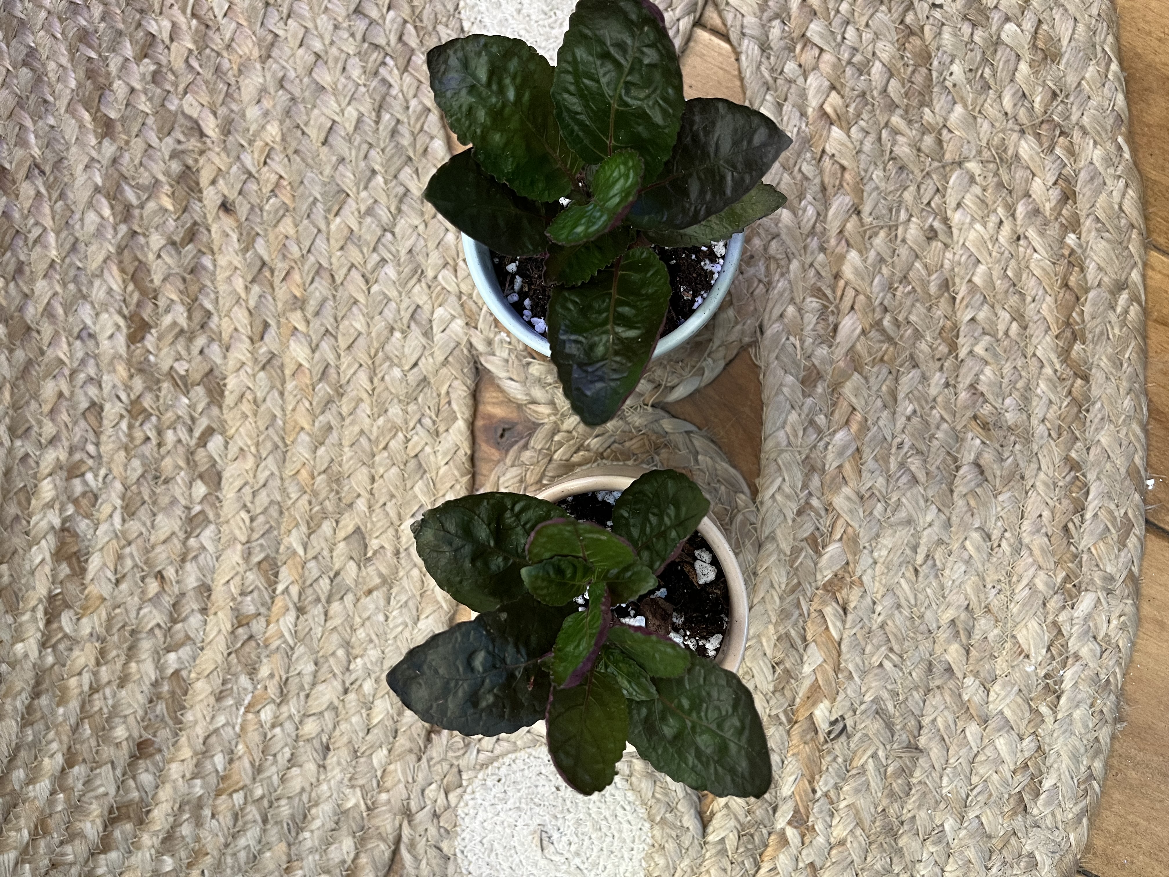 Waffle plants in decorative ceramic pots 