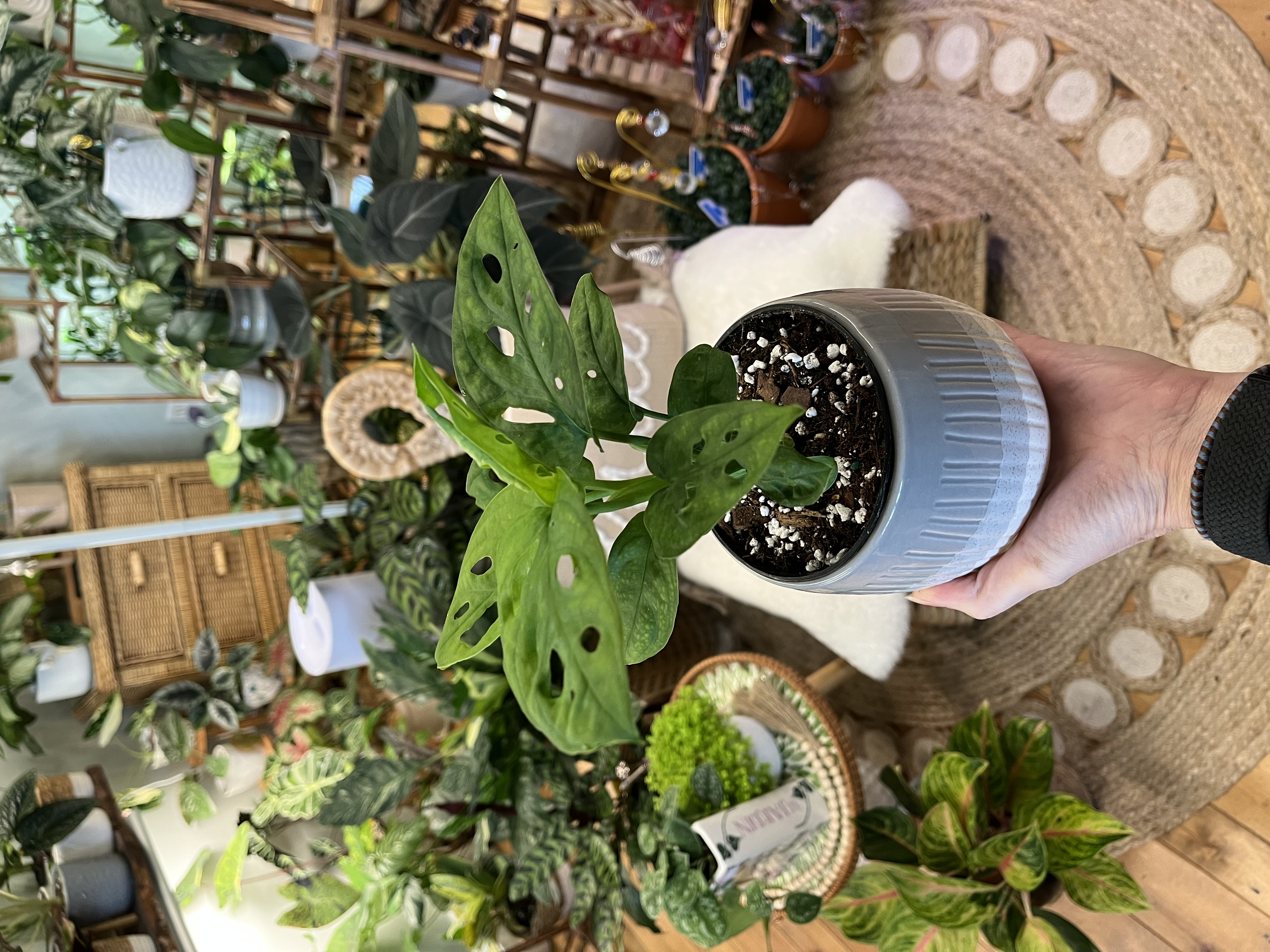 Monstera Adansonii with Ceramic Cover Pot