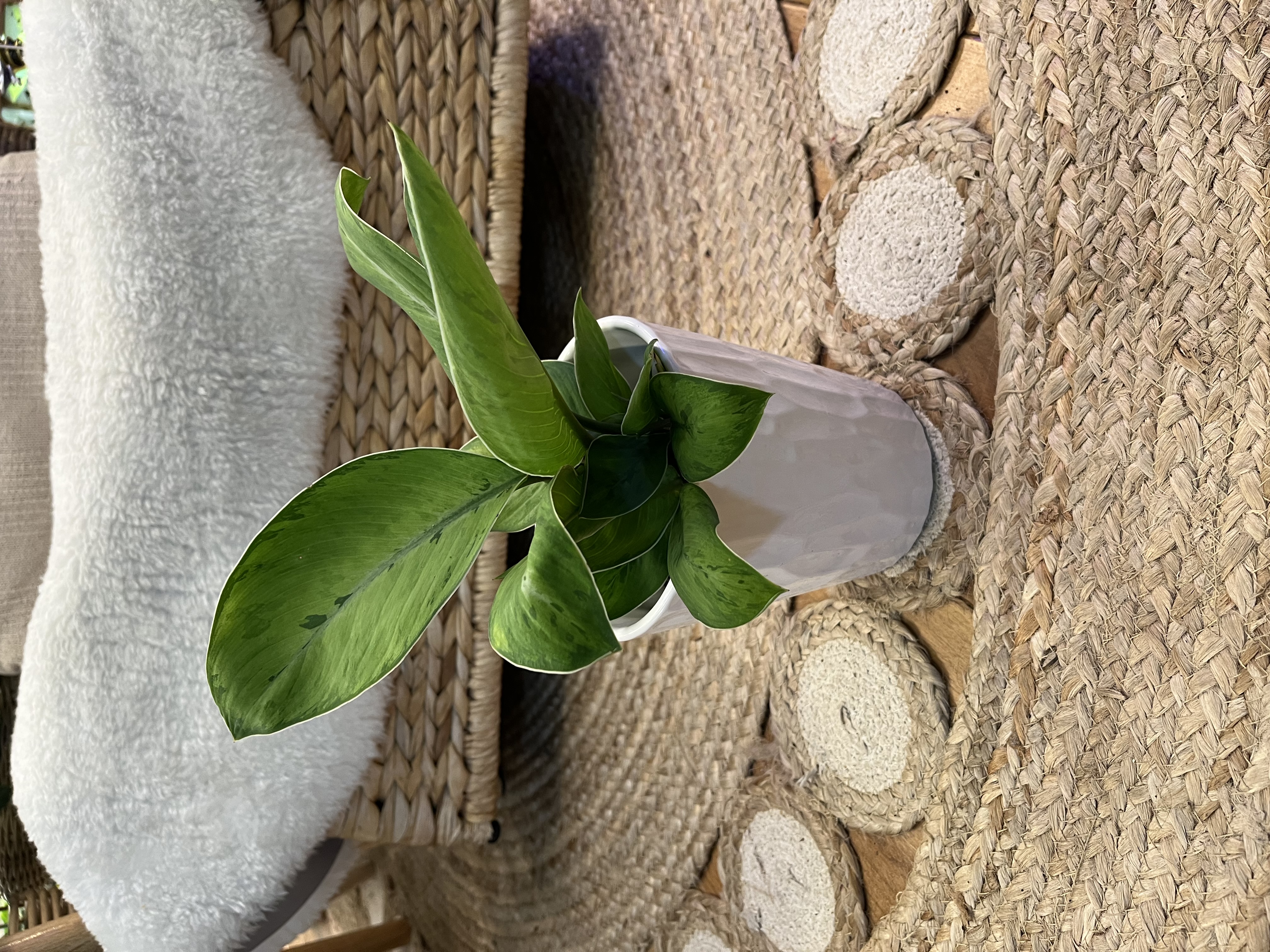 Aglaonema Selby in textured white ceramic cover pot