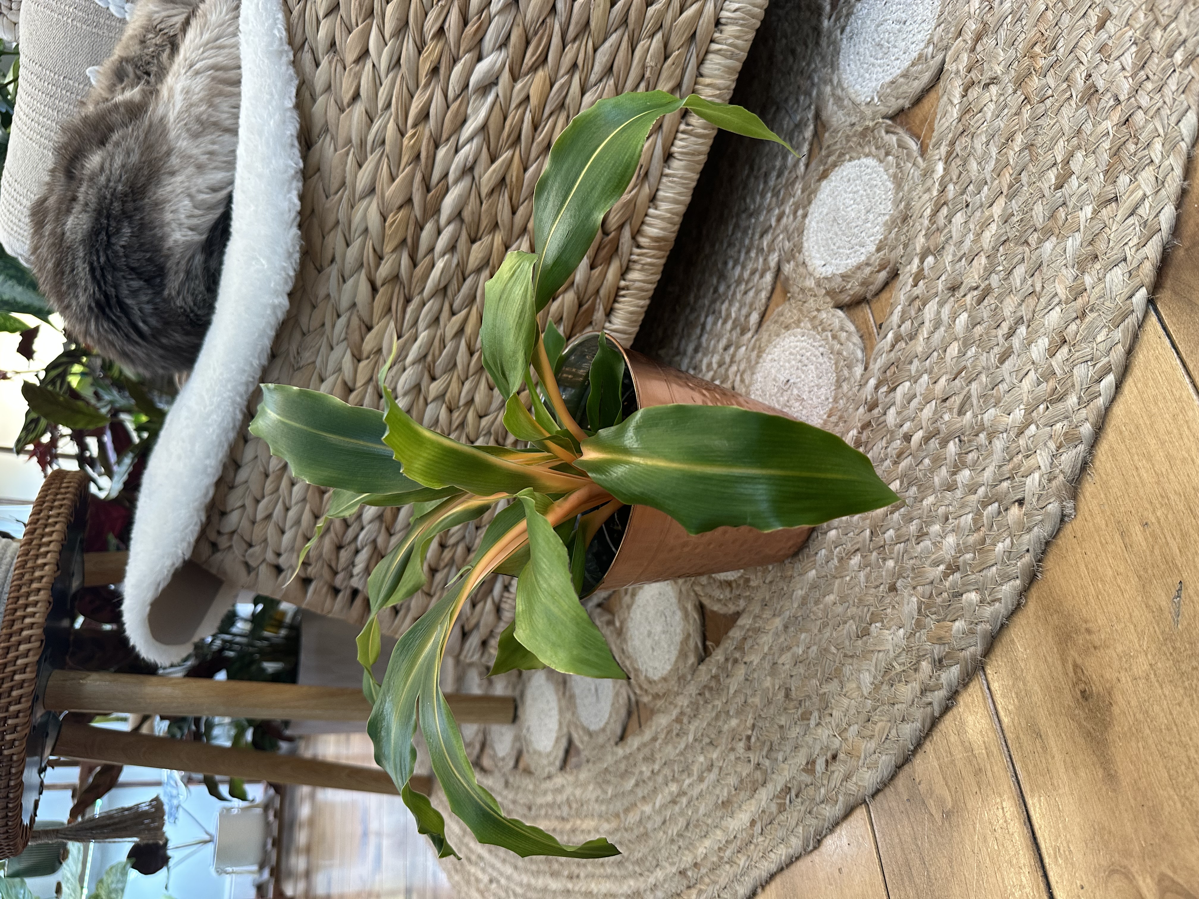 Chlorophytum Flash Fire with Copper Cover Pot