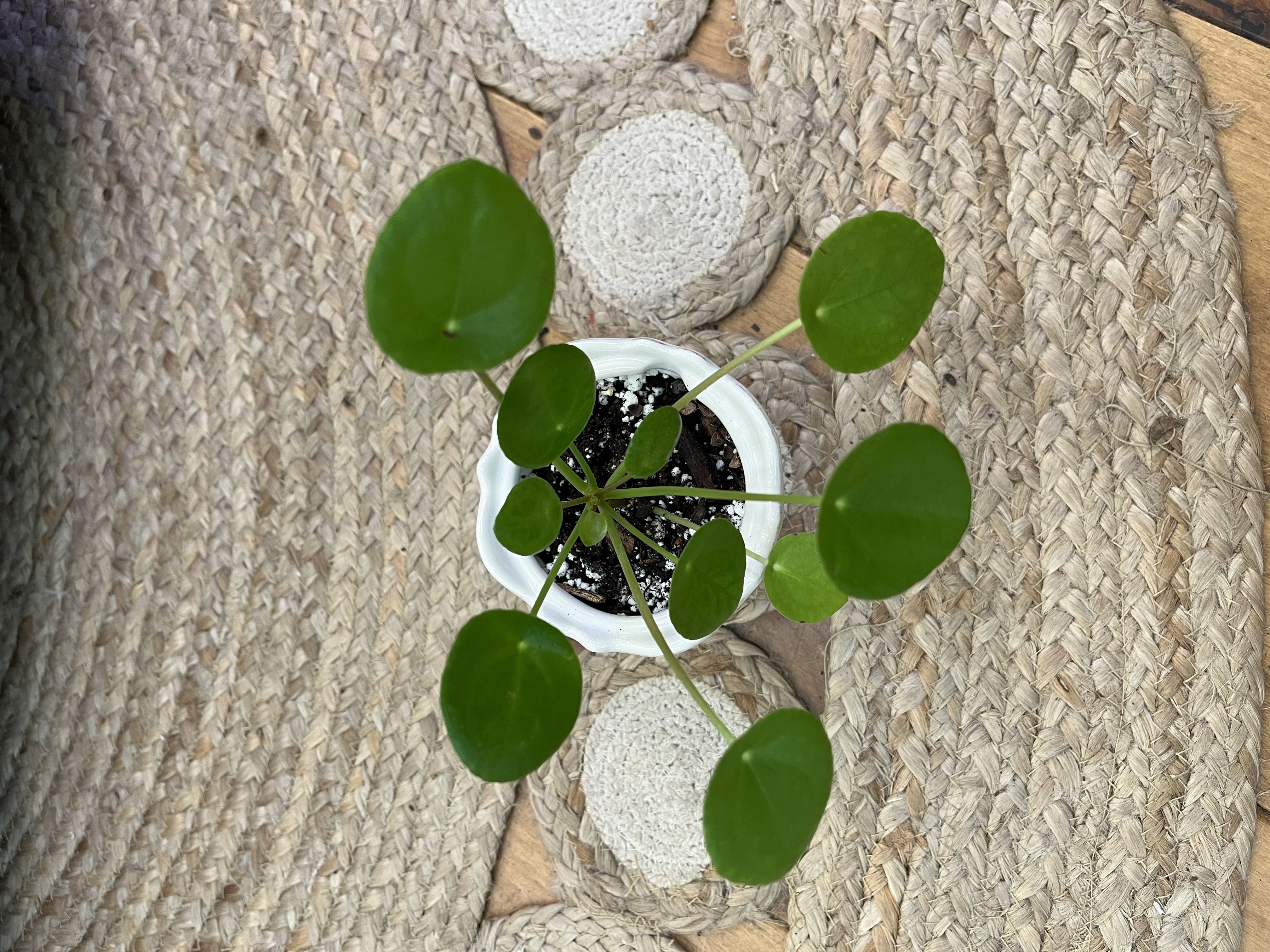 Pilea Money Plant in Vintage Sugar Bowl