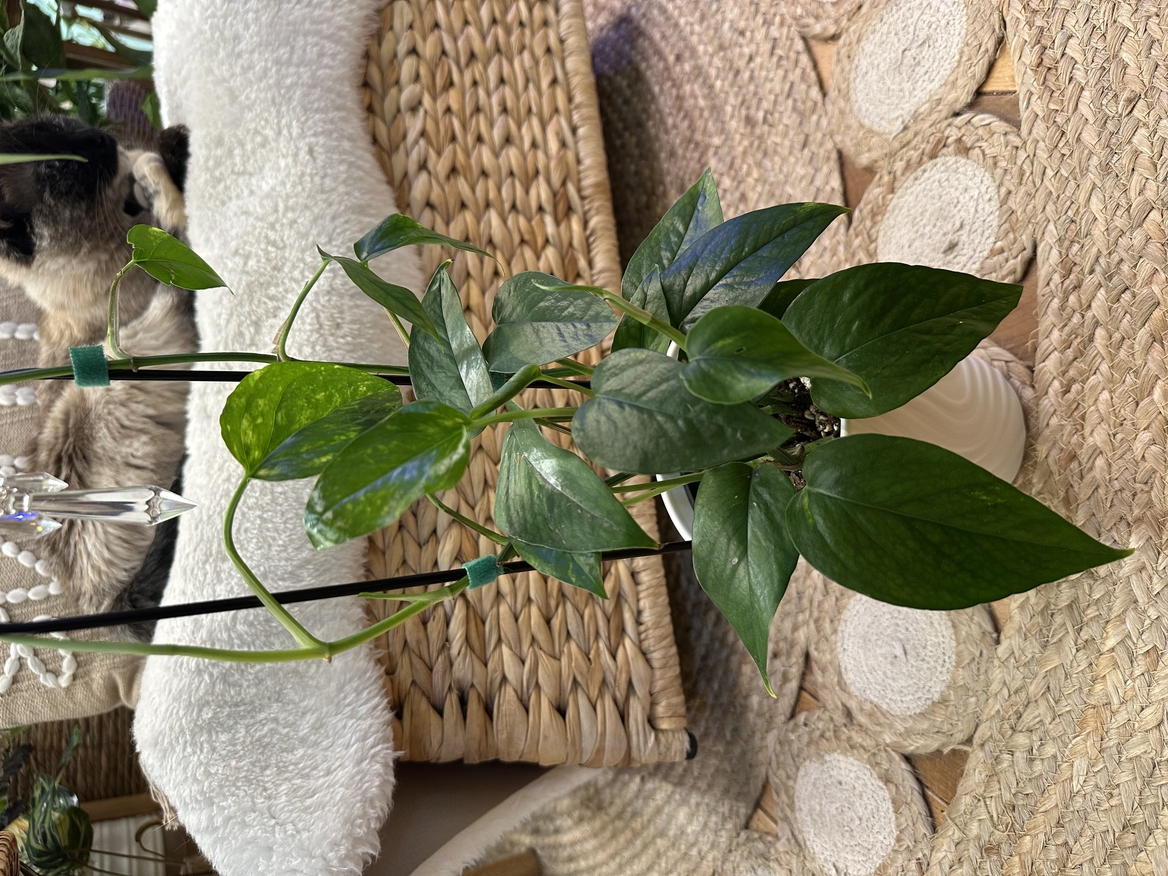 Pothos Yellow Surprise on Decorative Trellis