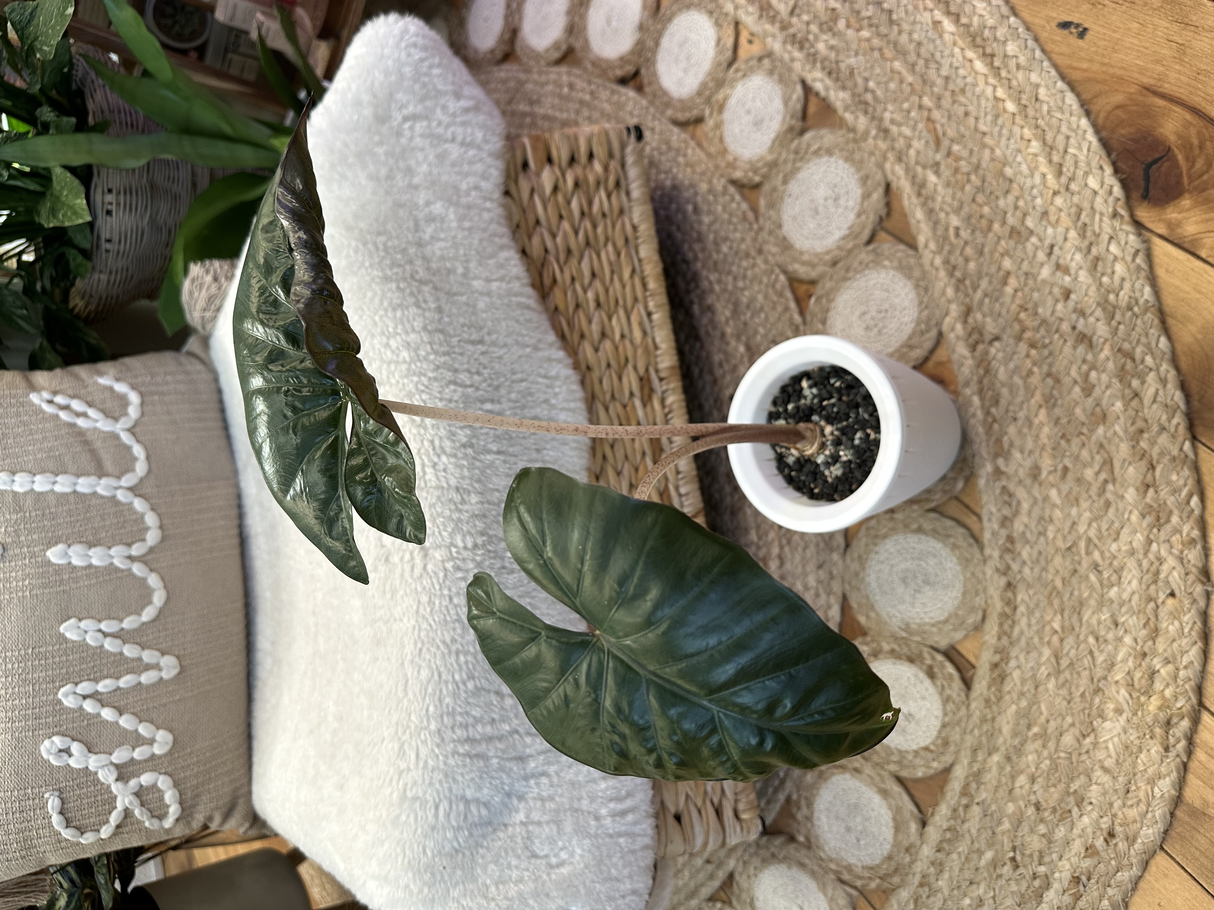 Alocasia Varieties in Self Watering Pots with Pon