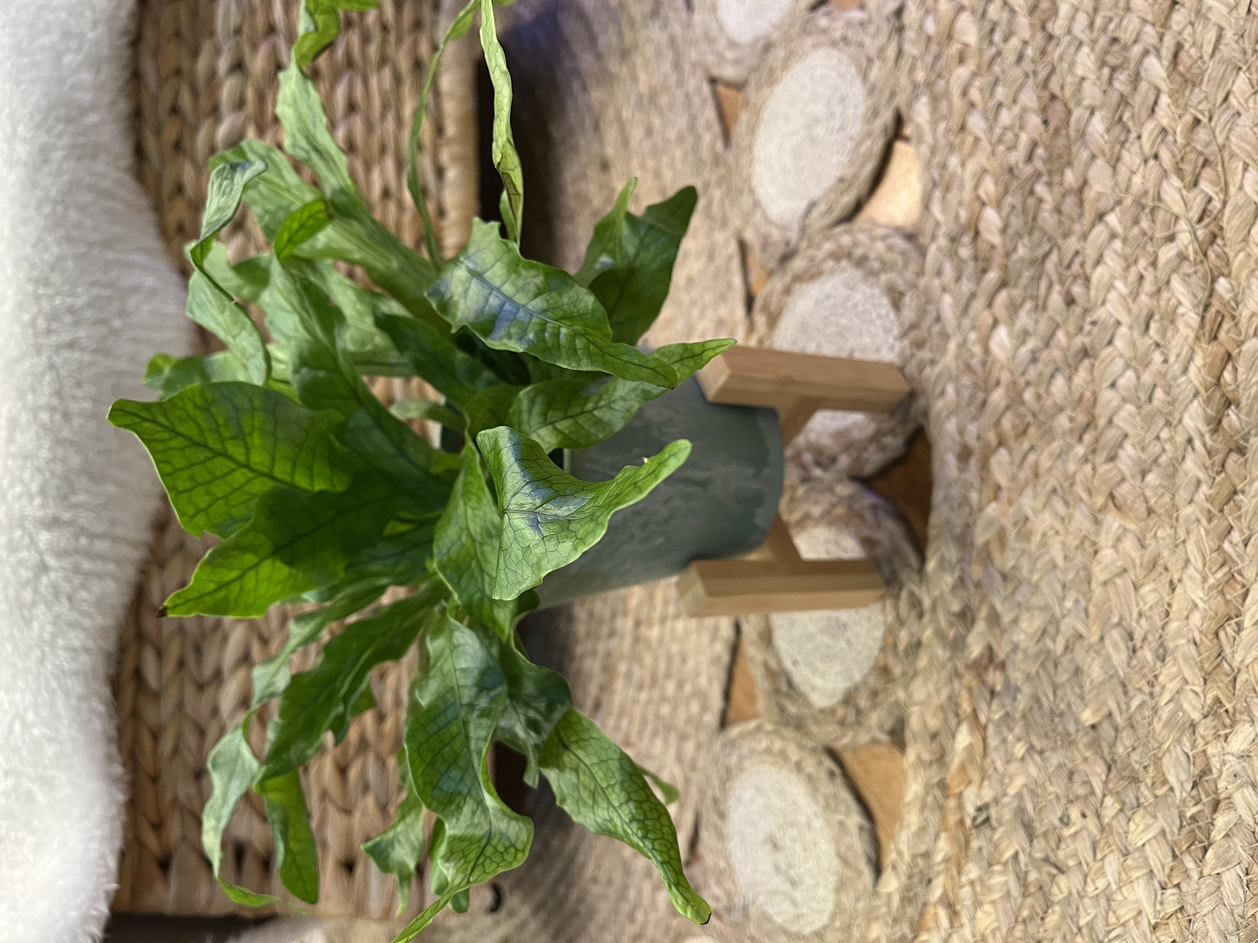 Potted Crocodile Fern