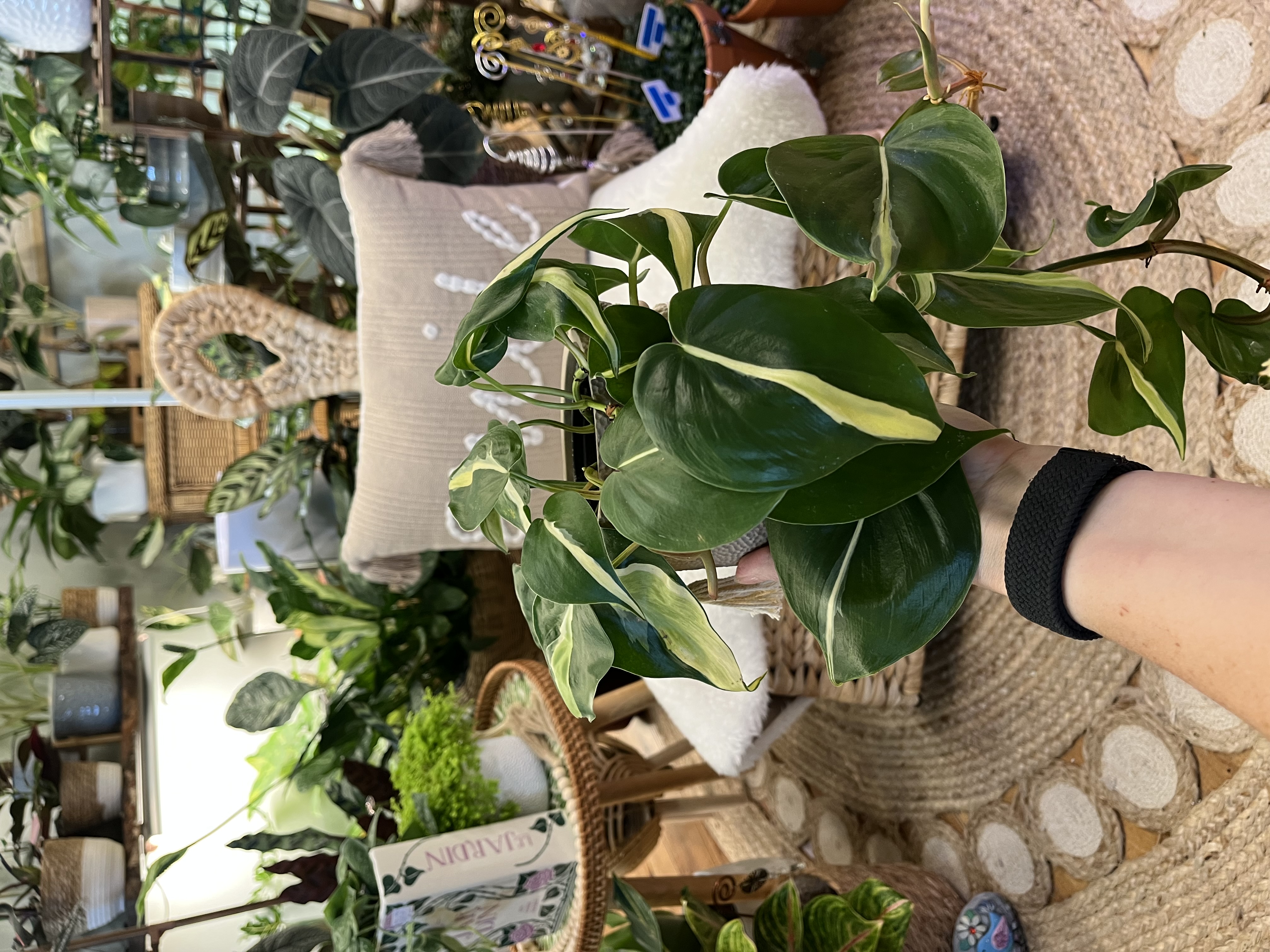 Philodendron Silver Streak in 4” Boho Cover Pot 
