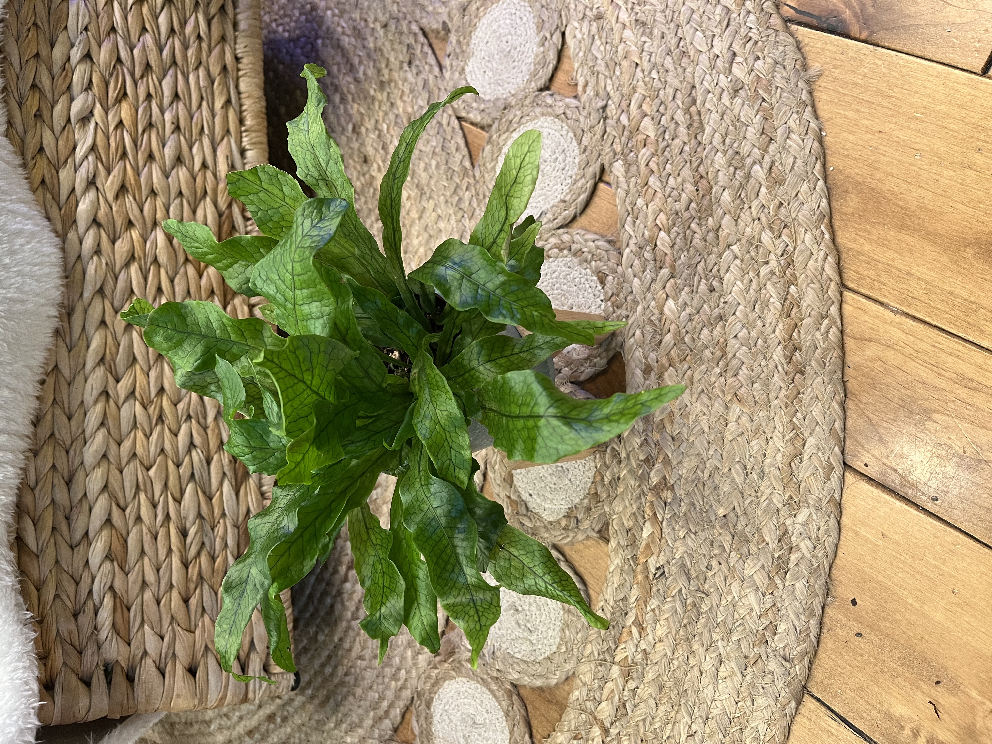 Potted Crocodile Fern