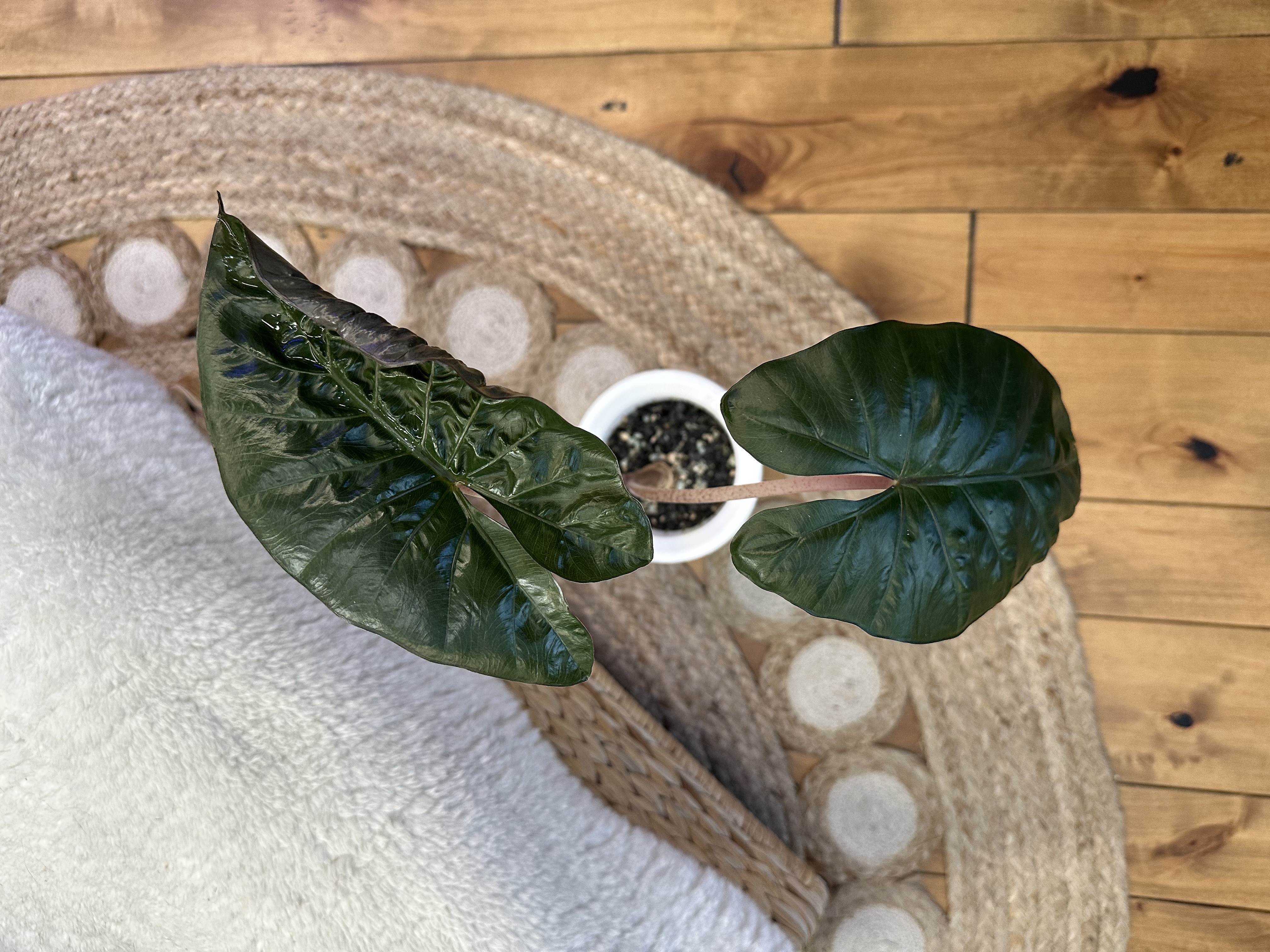 Alocasia Varieties in Self Watering Pots with Pon