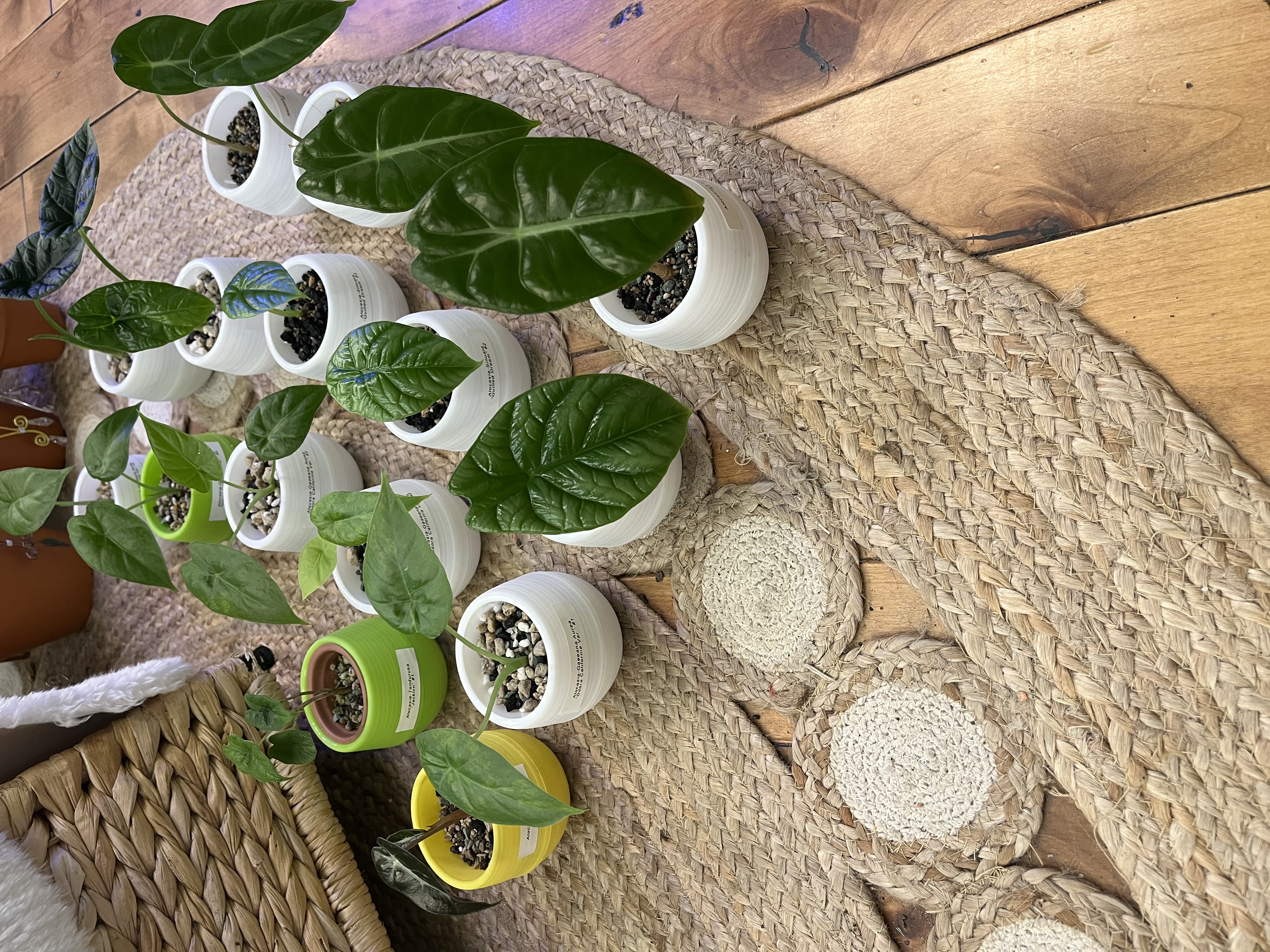 Variety of Alocasia Starter Plants in Self watering pots w/ Pon
