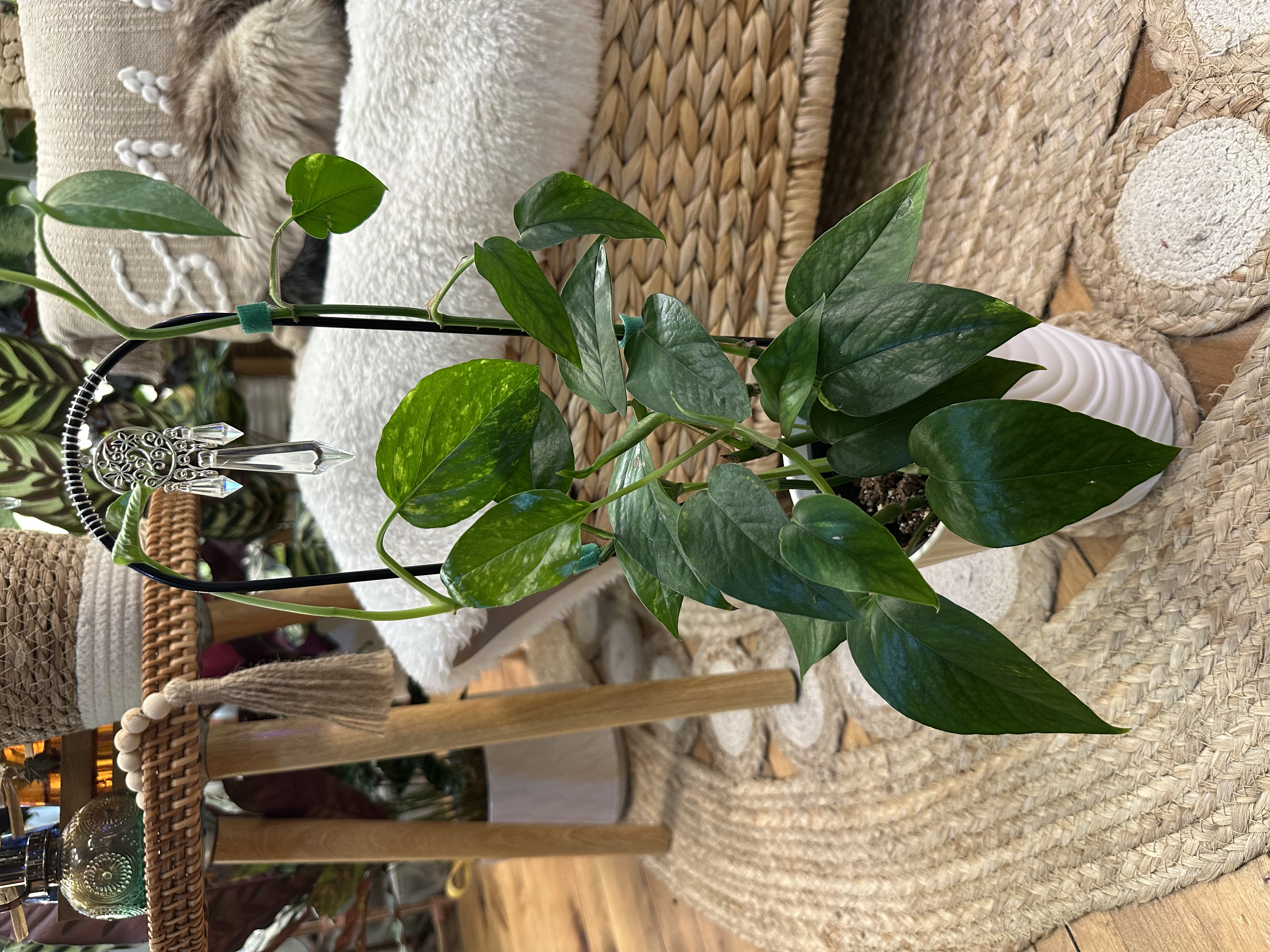 Pothos Yellow Surprise on Decorative Trellis