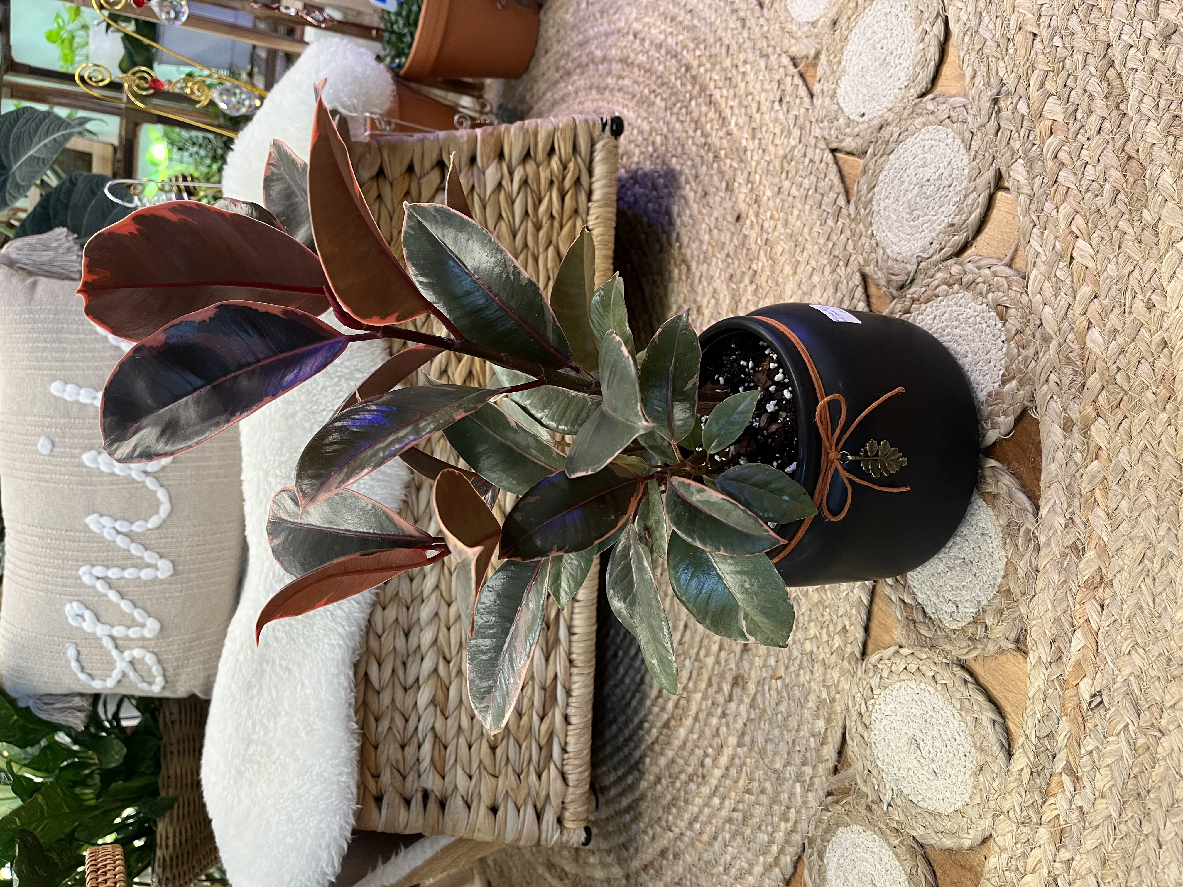 Ficus Ruby in Decorative Ceramic Cover Pot