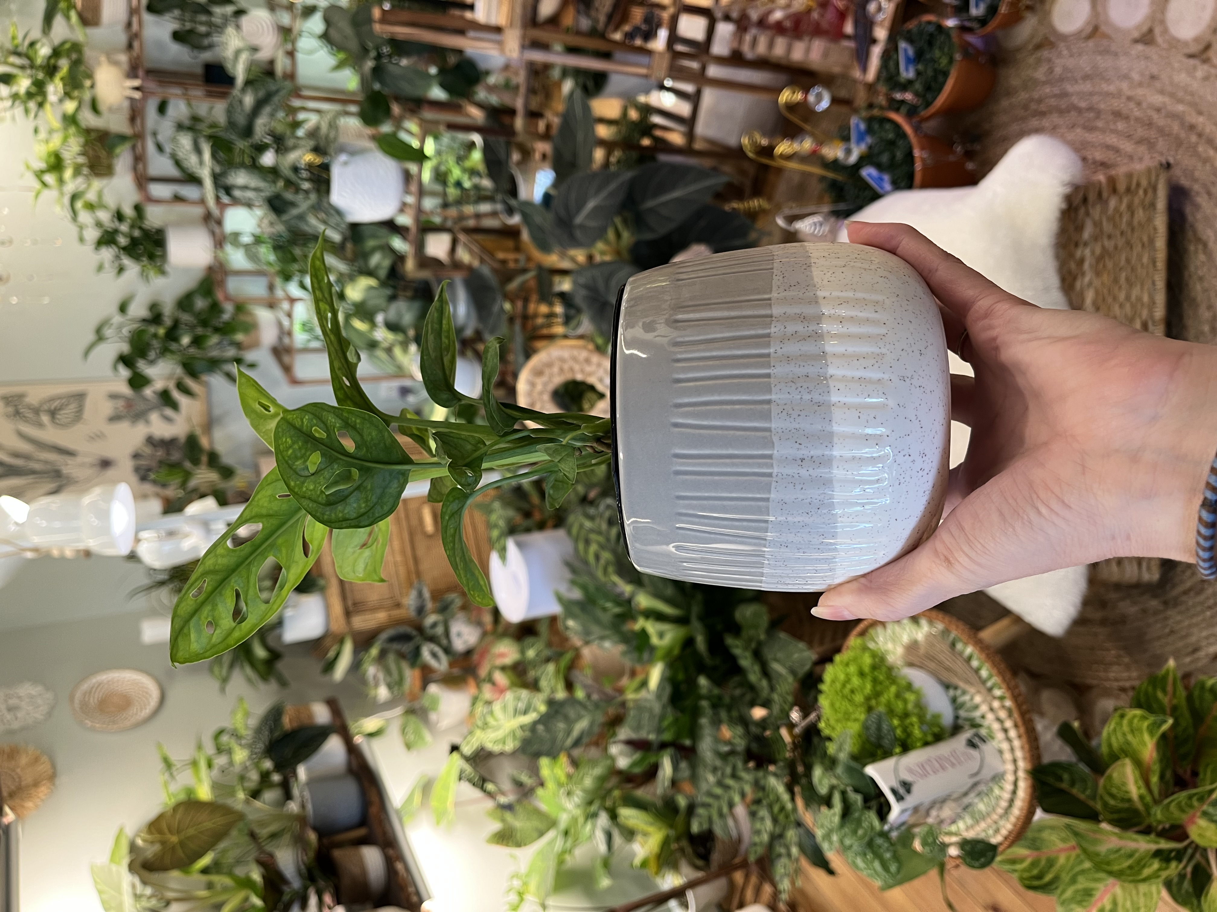 Monstera Adansonii with Ceramic Cover Pot