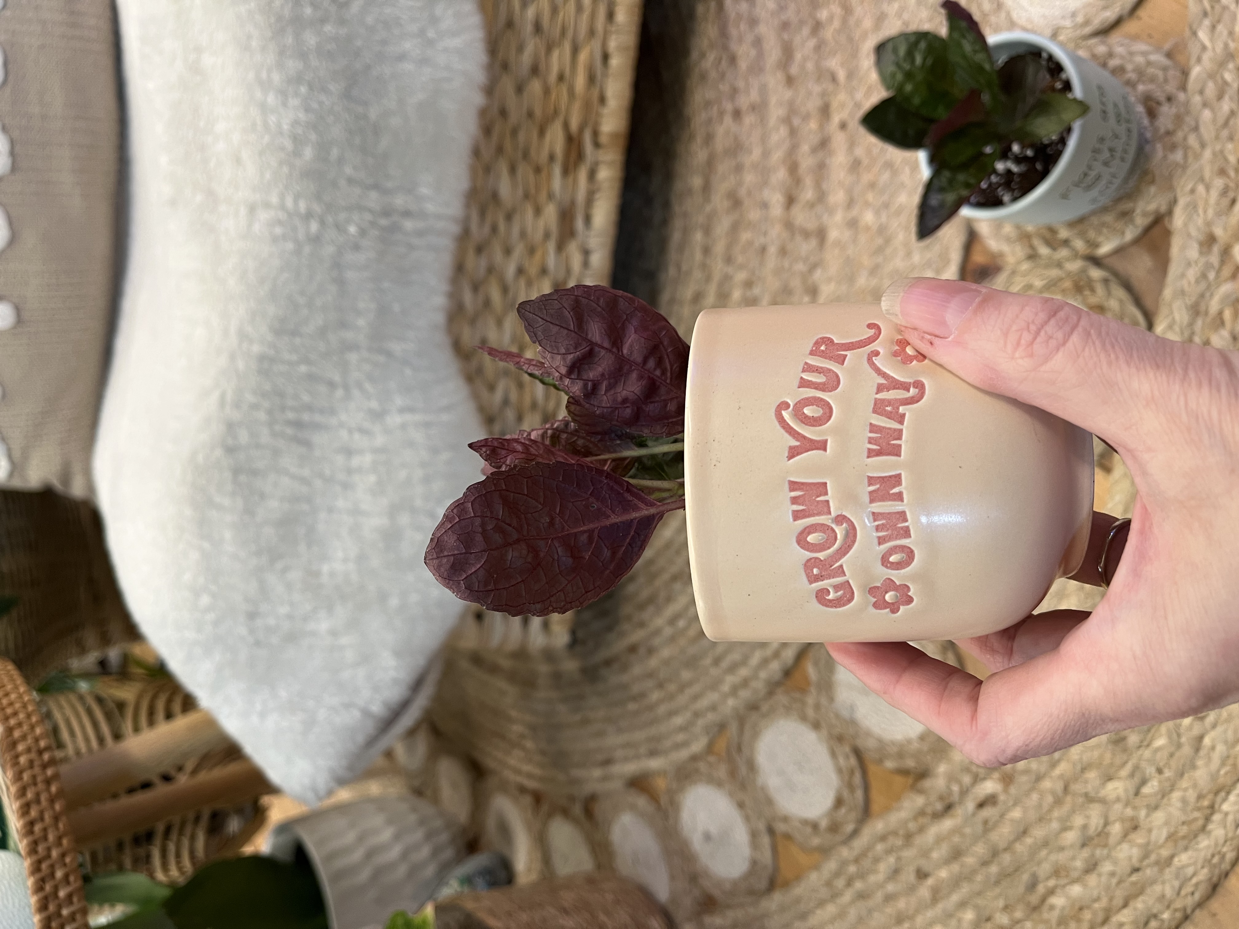 Waffle plants in decorative ceramic pots 